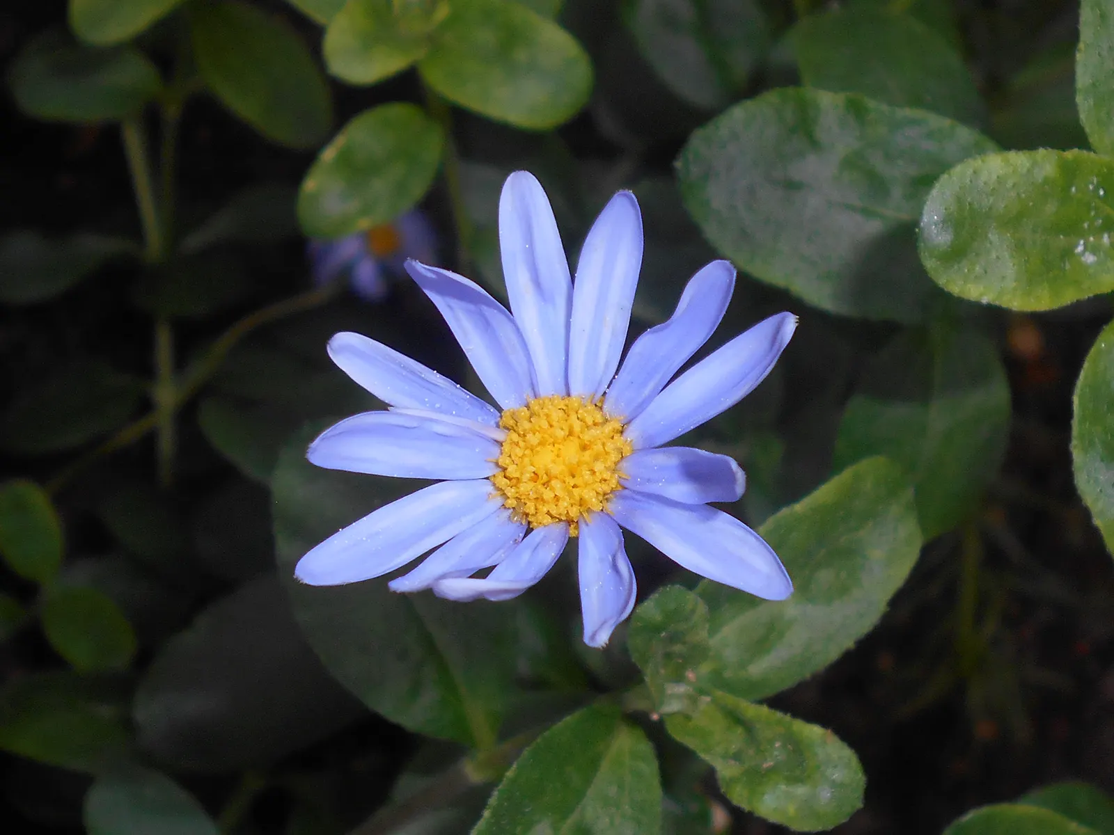 Blue Marguerite, Blue Felicia Daisy (Felicia Amelloides) — adorning the plant for several months; it performs best in a soil rich in organic