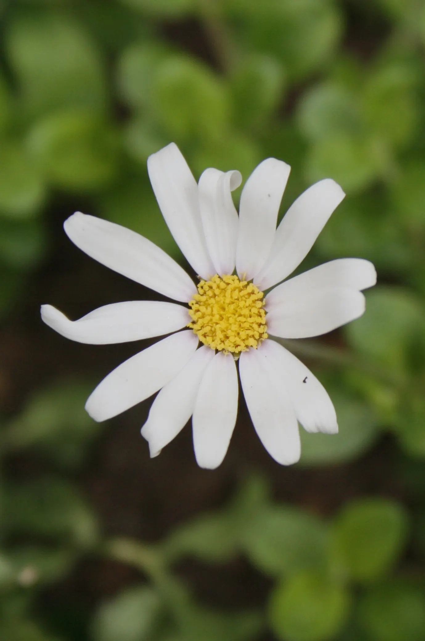 Blue Marguerite, Blue Felicia Daisy (Felicia Amelloides) — With a compact habit, it reaches up to 1 foot in height and spreads 2 feet wide
