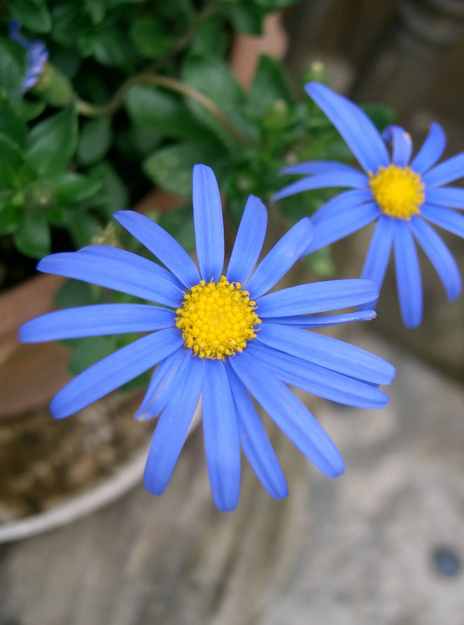 Blue Marguerite, Blue Felicia Daisy (Felicia Amelloides) — it performs best in a soil rich in organic matter.<br><br>Ideal for creating a burst of color in