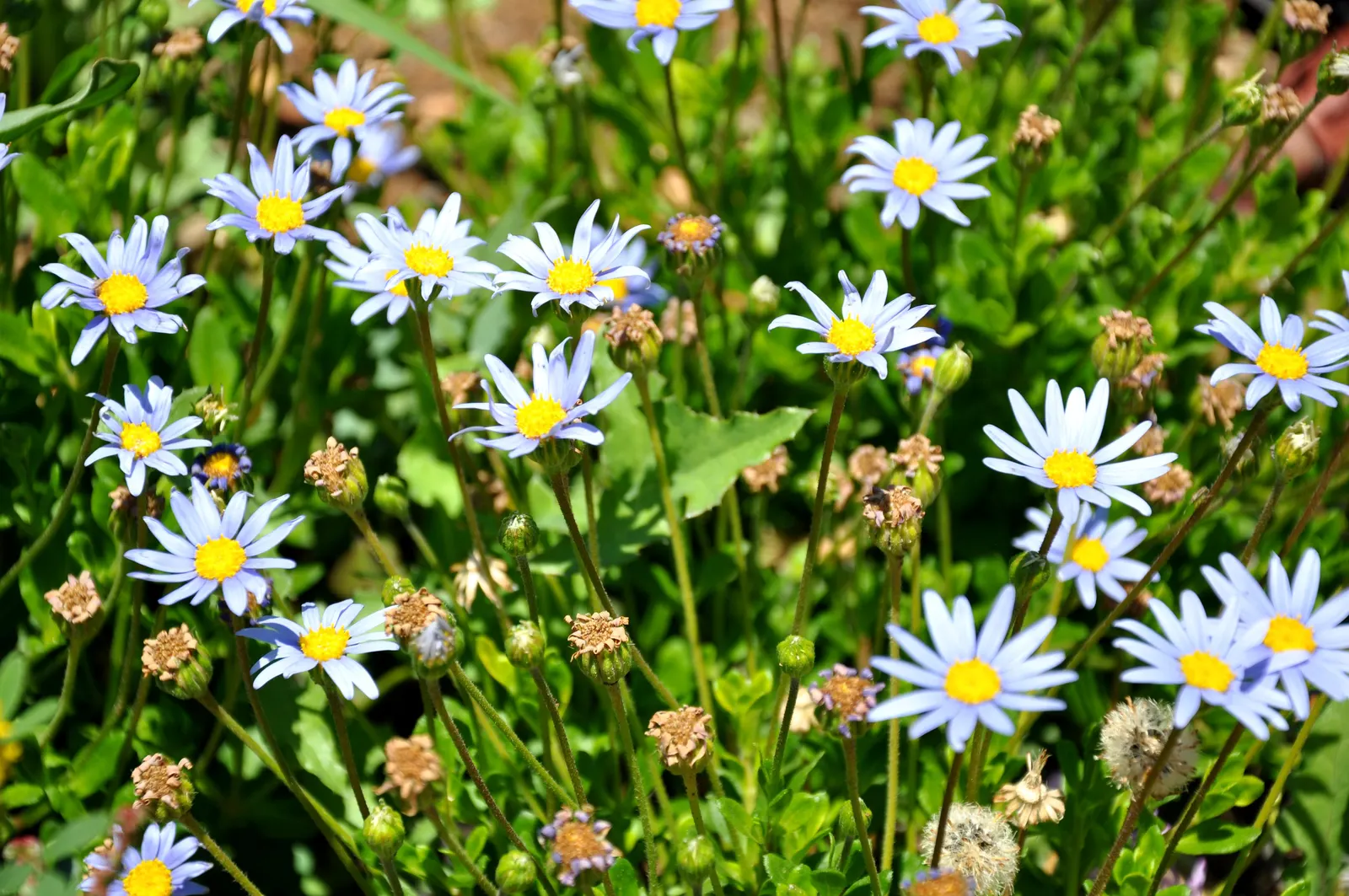 Blue Marguerite, Blue Felicia Daisy (Felicia Amelloides) — creating an eye-catching display from spring to fall