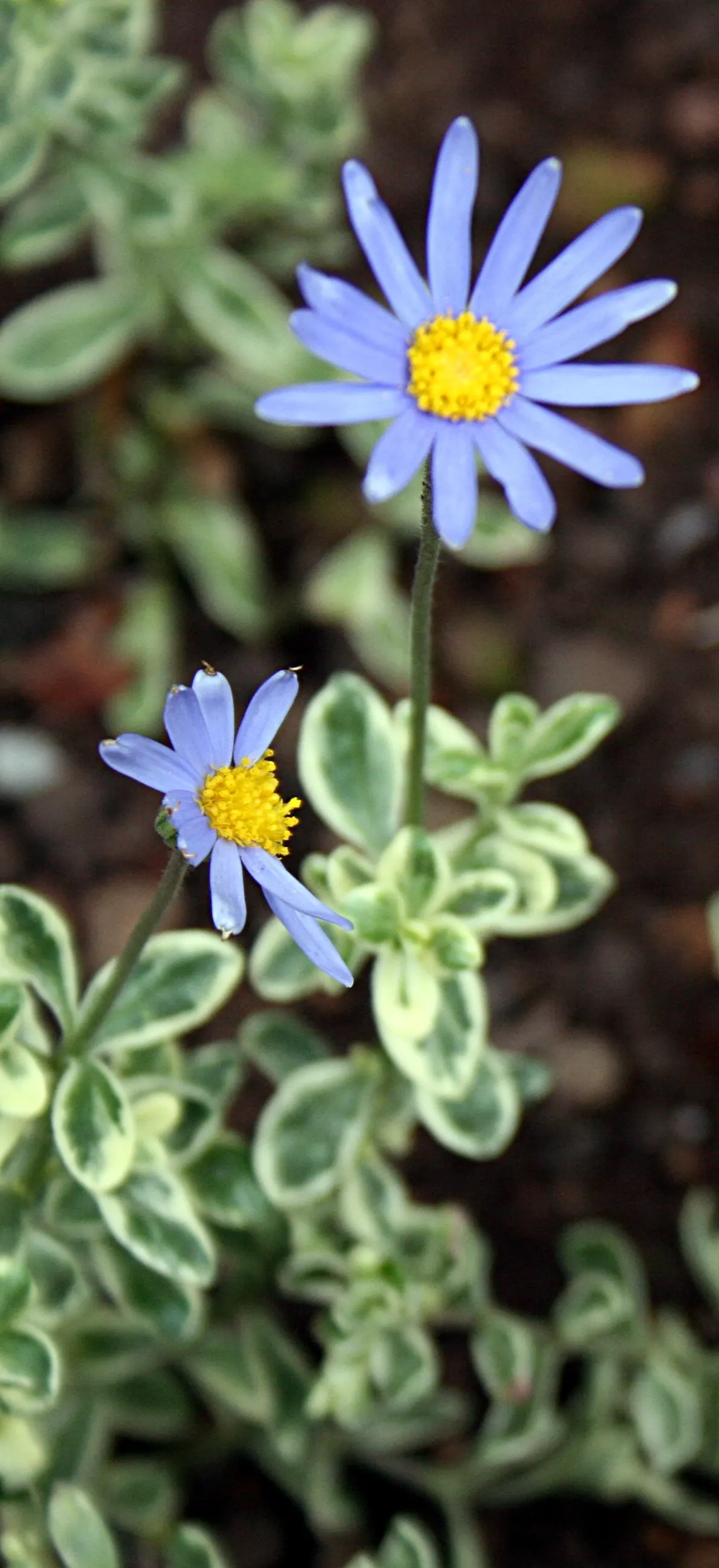 Blue Marguerite, Blue Felicia Daisy (Felicia Amelloides) — ground cover / shrub for full or half
