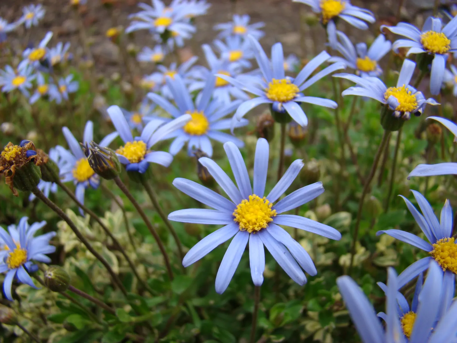 Blue Marguerite, Blue Felicia Daisy (Felicia Amelloides) — oval-shaped leaves that are a fresh