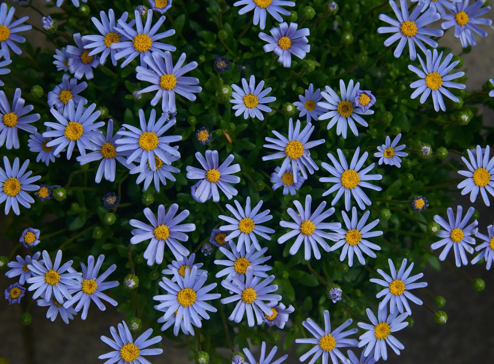 Blue Marguerite, Blue Felicia Daisy (Felicia Amelloides) — ground cover / shrub with blue and multi-colored and yellow blooms