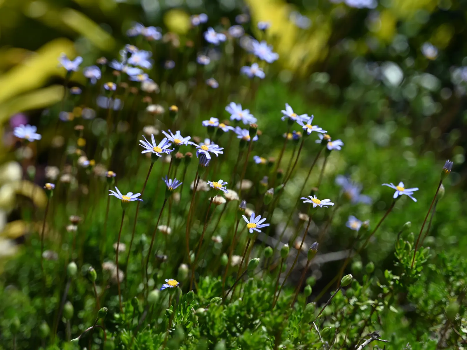 Blue Marguerite, Blue Felicia Daisy (Felicia Amelloides) — Felicia amelloides, also known as the Blue Marguerite or Blue Felicia Daisy, is a, image 30