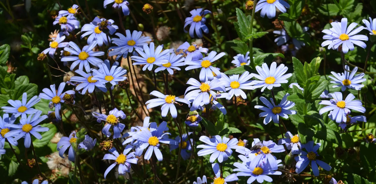 Blue Marguerite, Blue Felicia Daisy (Felicia Amelloides) — to keep this delightful perennial looking its best
