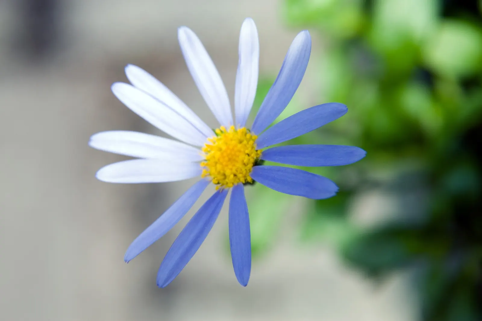 Blue Marguerite, Blue Felicia Daisy (Felicia Amelloides) — and while it tolerates a range of soil types; ground cover / shrub for full or half