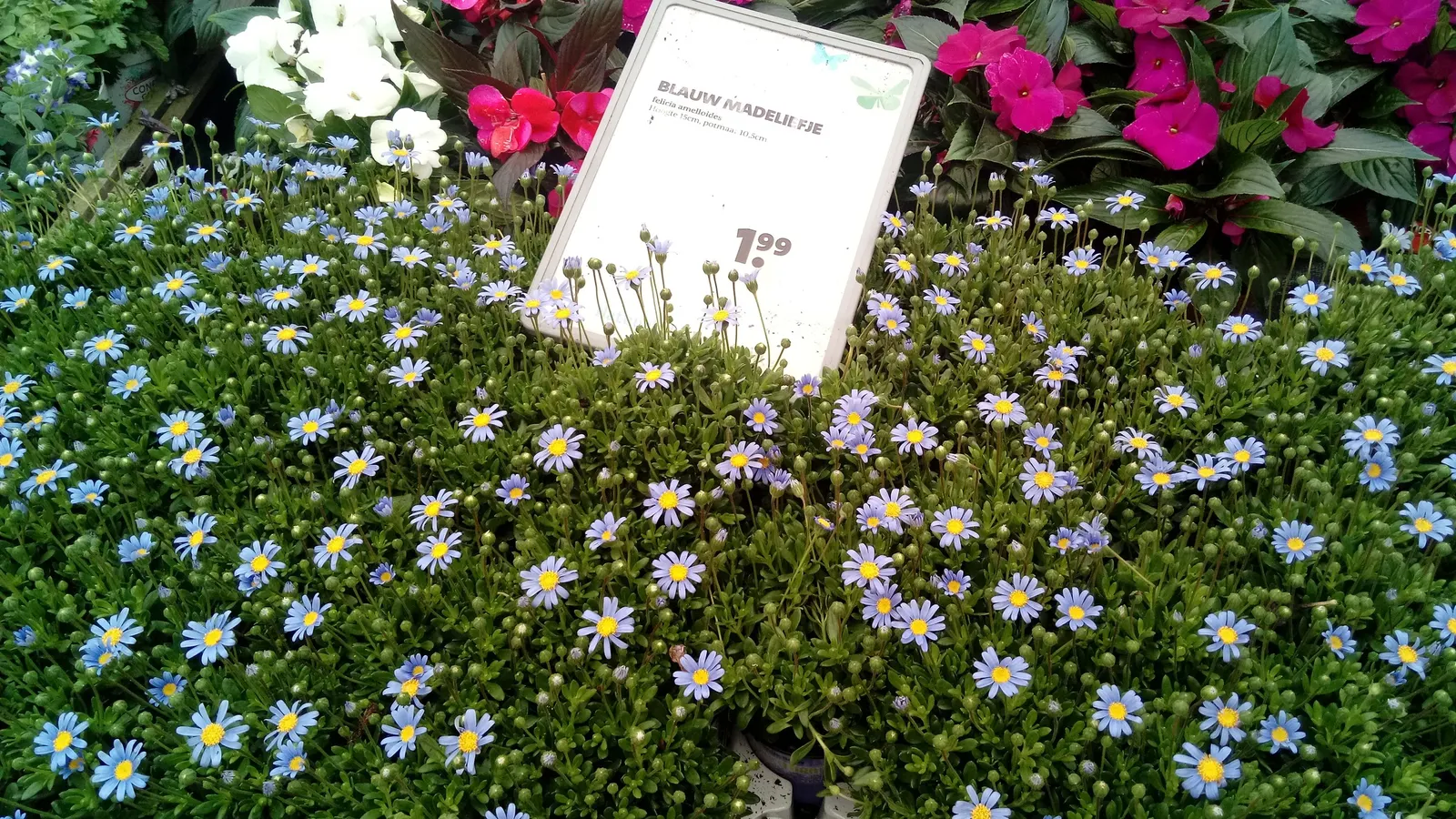 Blue Marguerite, Blue Felicia Daisy (Felicia Amelloides) — It requires well-drained soil