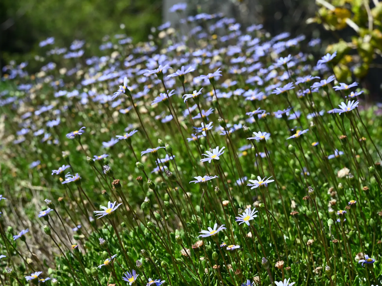 Blue Marguerite, Blue Felicia Daisy (Felicia Amelloides) — particularly during dry spells