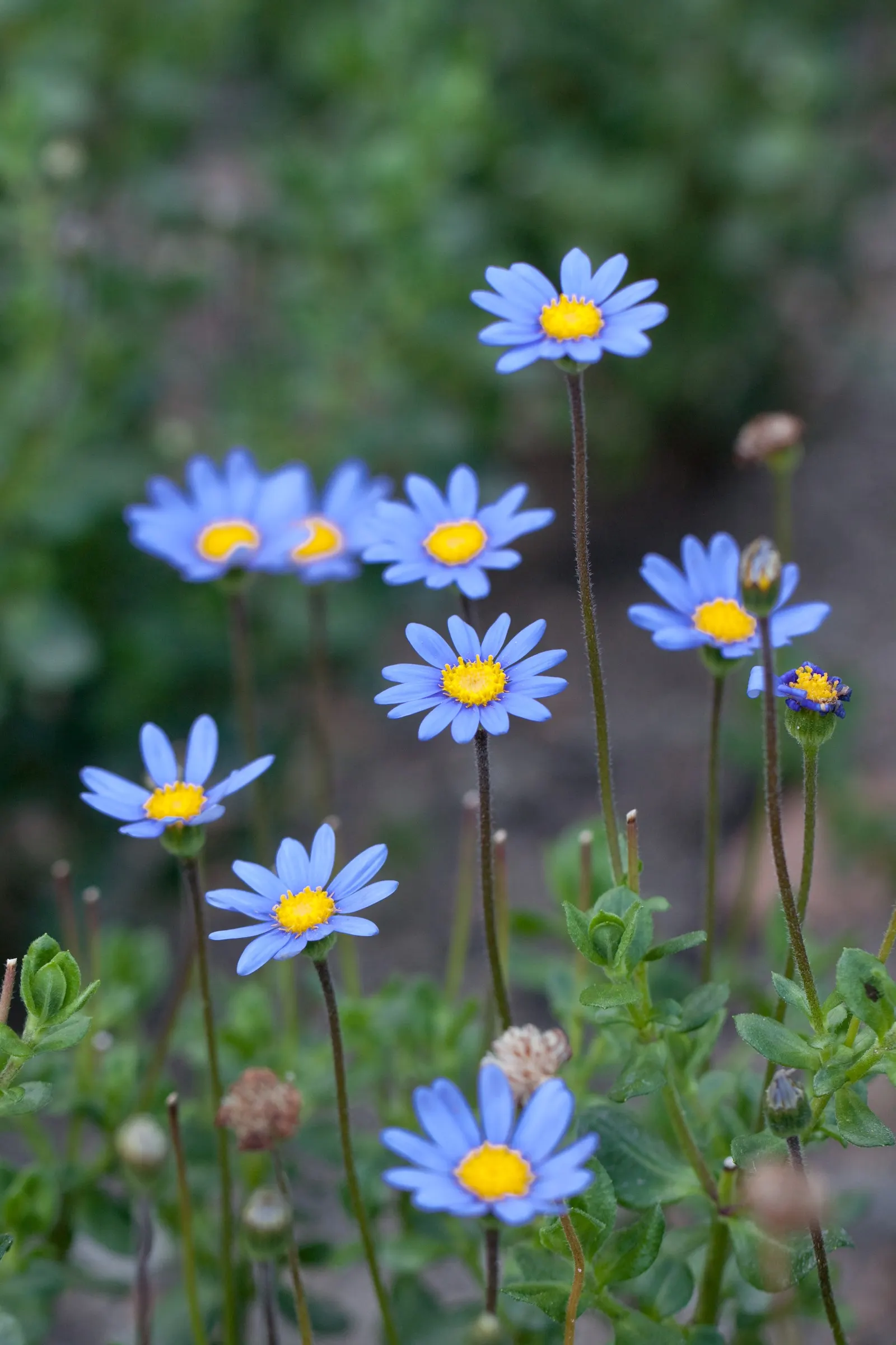 Blue Marguerite, Blue Felicia Daisy (Felicia Amelloides) — It requires well-drained soil; deadheading spent flowers encourages further blooming and helps