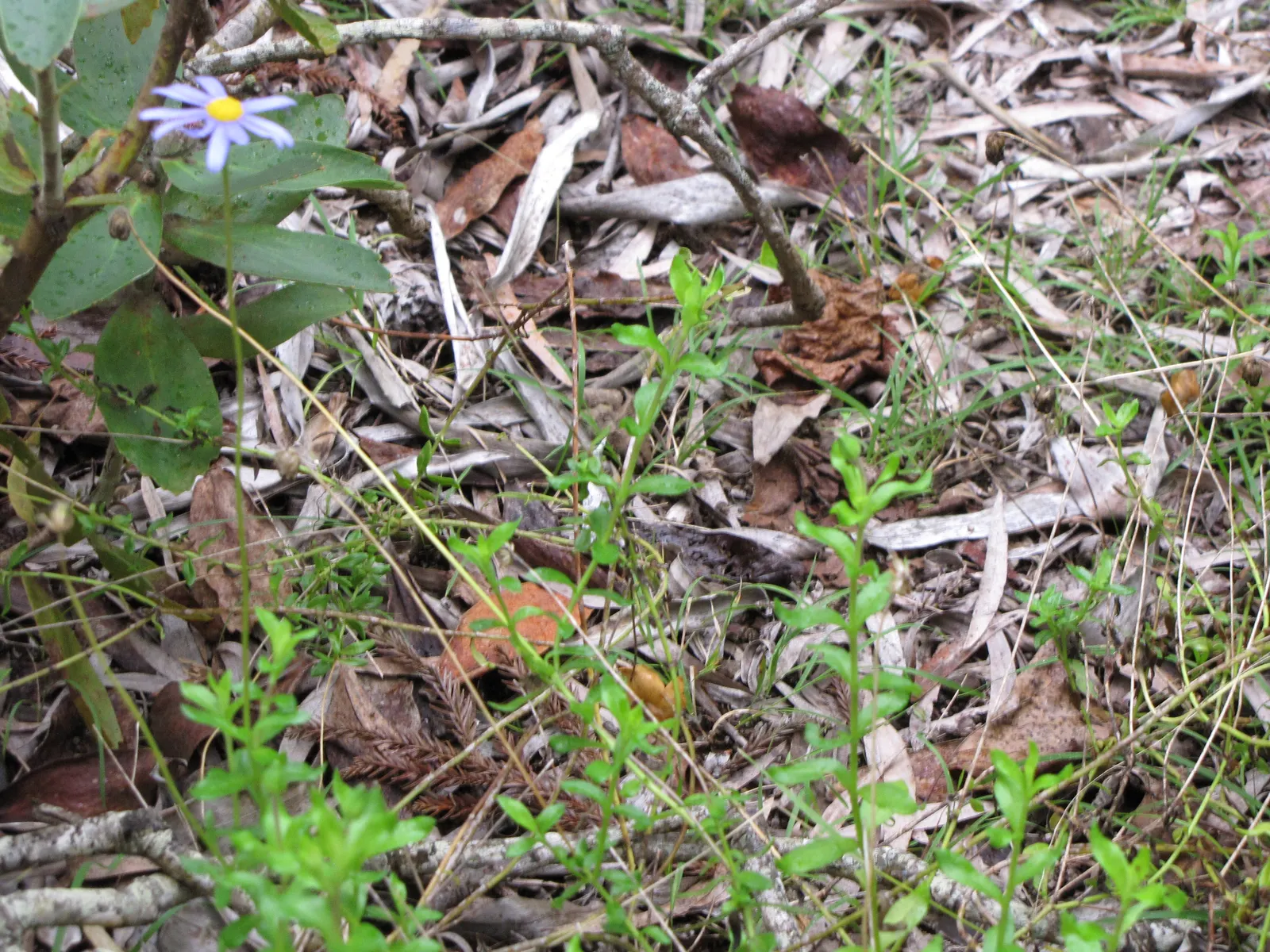 Blue Marguerite, Blue Felicia Daisy (Felicia Amelloides) — commonly known as the Blue Marguerite or Blue Felicia Daisy; and while it tolerates a range of soil