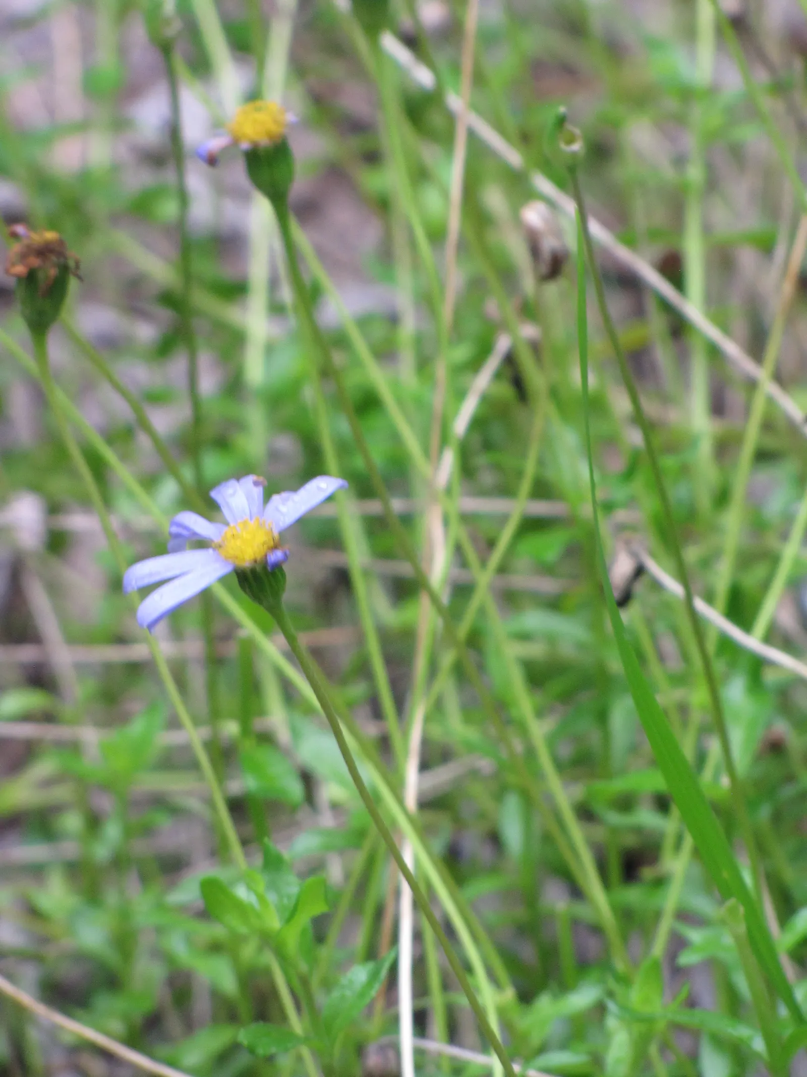 Blue Marguerite, Blue Felicia Daisy (Felicia Amelloides) — feature a bright yellow central disc that contrasts beautifully against the petals