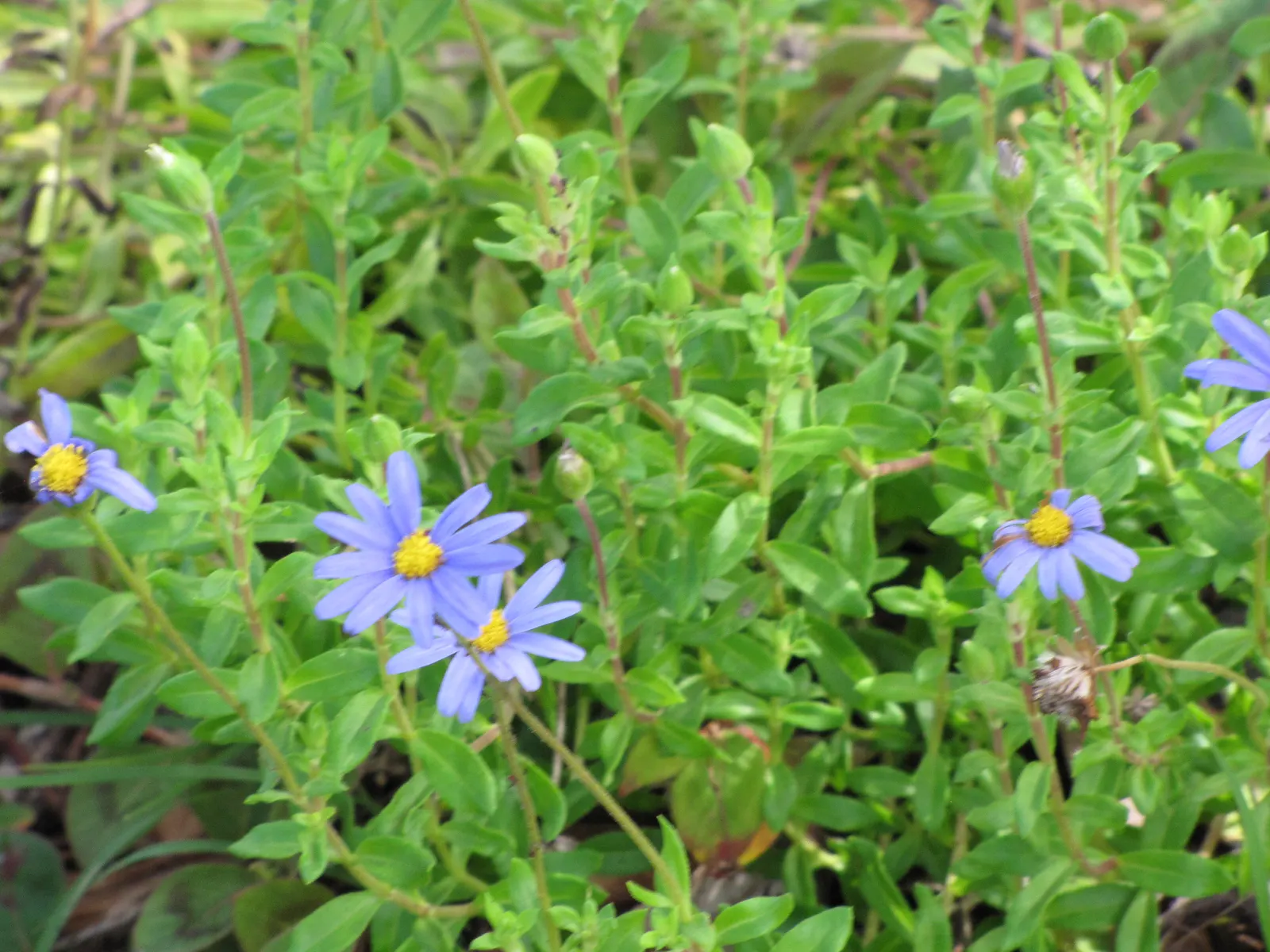 Blue Marguerite, Blue Felicia Daisy (Felicia Amelloides) — which are approximately 1.5 inches in diameter; its vibrant sky-blue daisies
