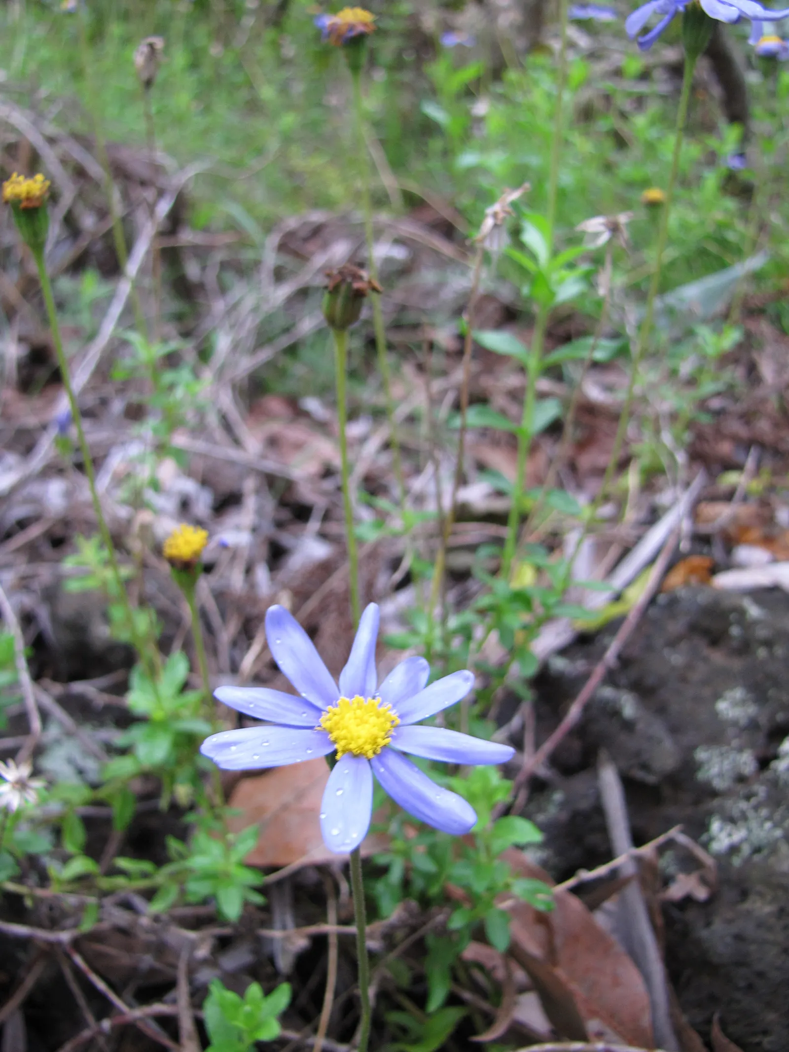 Blue Marguerite, Blue Felicia Daisy (Felicia Amelloides) — is a charming evergreen perennial that captivates onlookers with its vibrant azure-blue, image 37