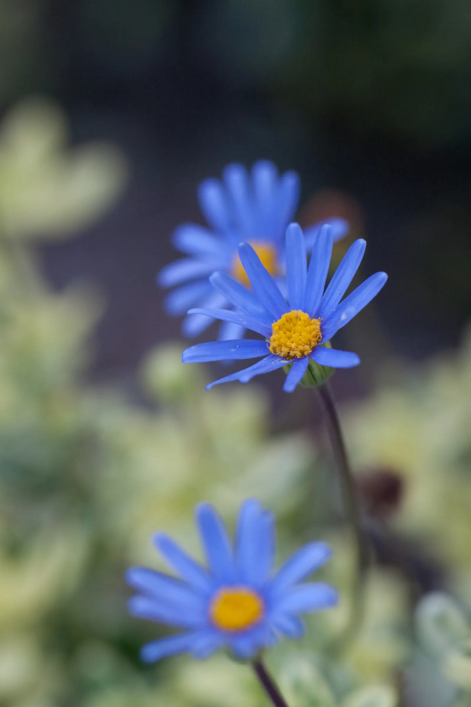 Blue Marguerite, Blue Felicia Daisy (Felicia Amelloides) — The plant typically reaches a modest height of 12 to 18 inches and spreads about 18 to 24 inches