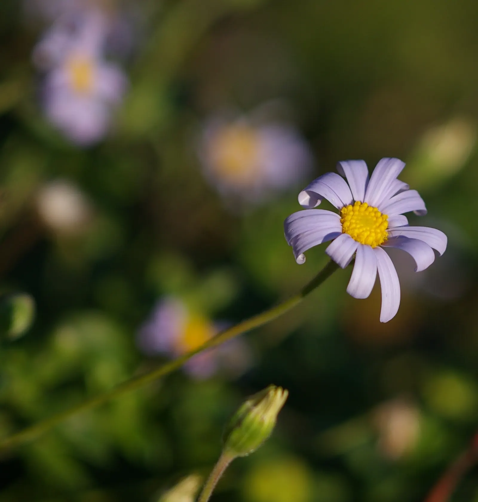 Blue Marguerite, Blue Felicia Daisy (Felicia Amelloides) — adding a lush backdrop to the bright floral display; is a charming evergreen perennial that