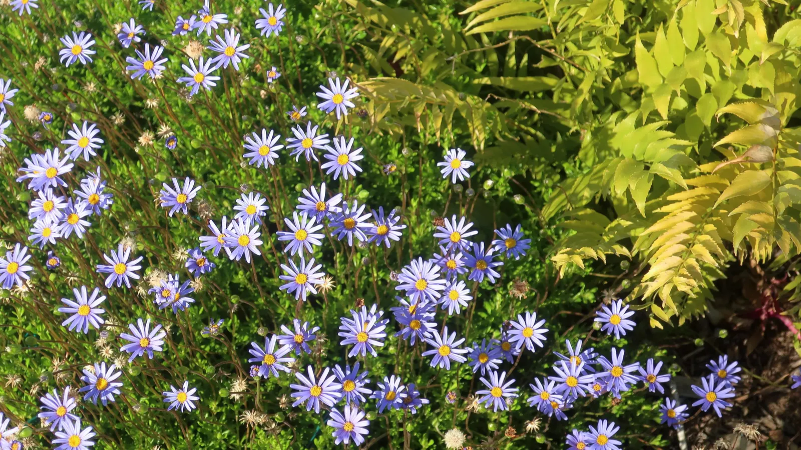 Blue Marguerite, Blue Felicia Daisy (Felicia Amelloides) — Its vibrant sky-blue daisies