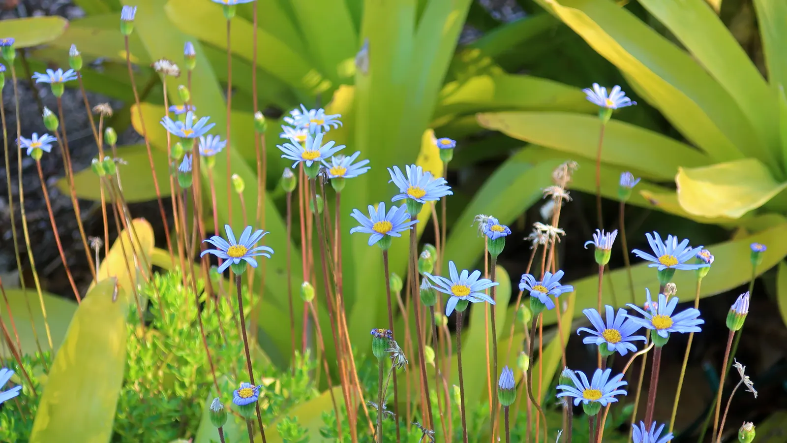 Blue Marguerite, Blue Felicia Daisy (Felicia Amelloides) — For optimal growth and flowering