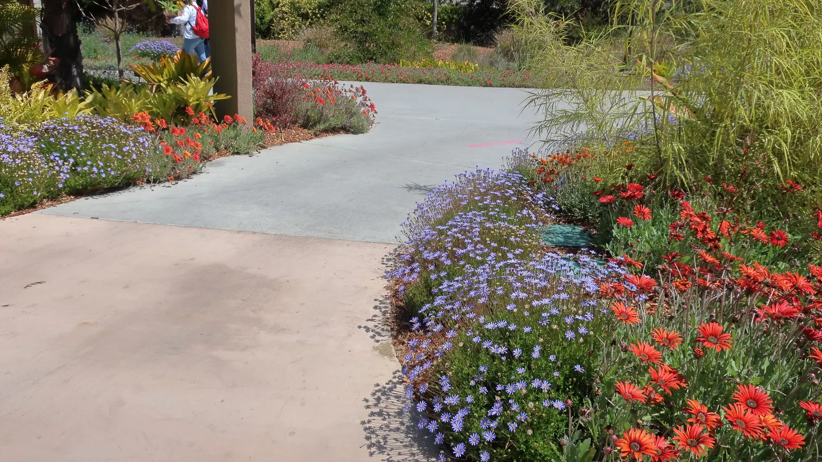 Blue Marguerite, Blue Felicia Daisy (Felicia Amelloides) — This South African native is drought-tolerant once established and thrives in full sun, image 44