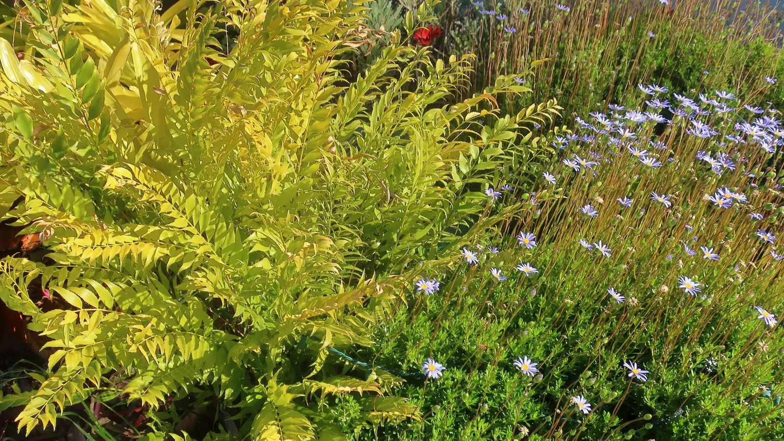 Blue Marguerite, Blue Felicia Daisy (Felicia Amelloides) — or as a cheerful ground cover; feature a bright yellow central disc that contrasts beautifully