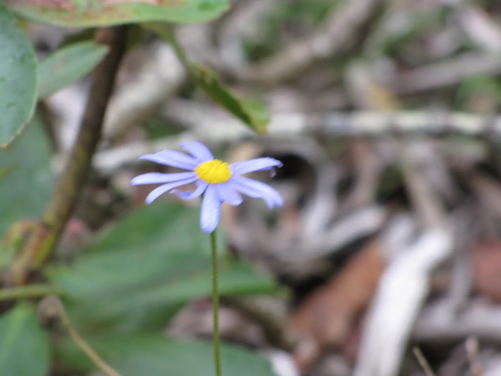 Blue Marguerite, Blue Felicia Daisy (Felicia Amelloides) — commonly known as the Blue Marguerite or Blue Felicia Daisy