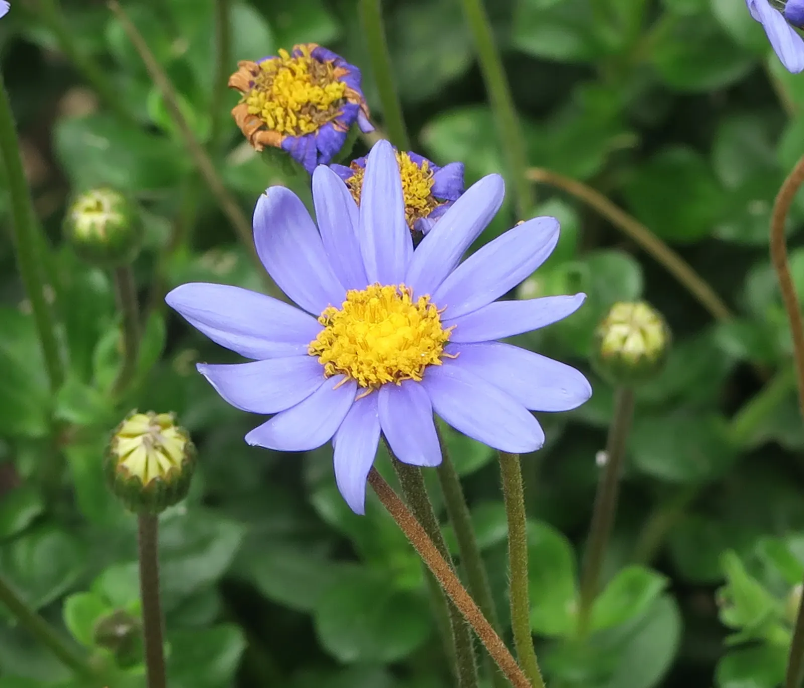 Blue Marguerite, Blue Felicia Daisy (Felicia Amelloides) — oval-shaped leaves that are a fresh; felicia amelloides, also known as the Blue Marguerite or Blue