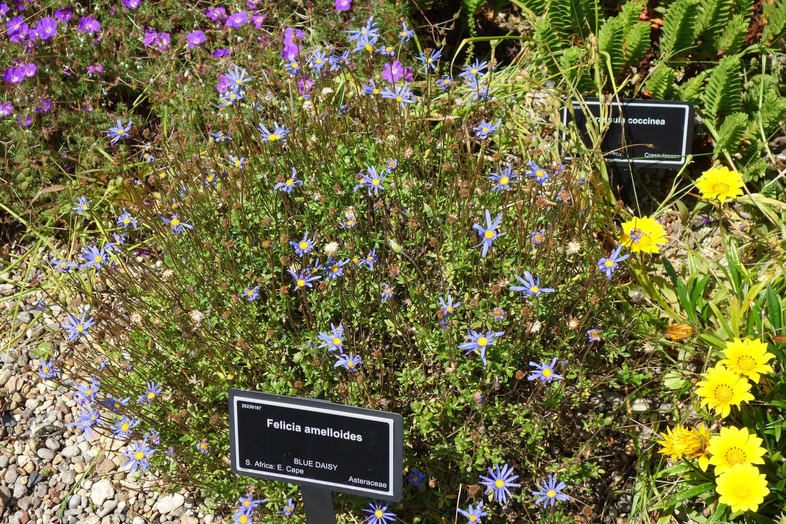 Blue Marguerite, Blue Felicia Daisy (Felicia Amelloides) — Felicia amelloides is equally at home in coastal or inland gardens