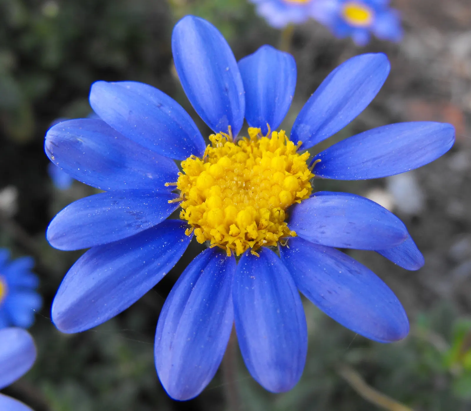 Blue Marguerite, Blue Felicia Daisy (Felicia Amelloides) — creating an eye-catching display from spring to fall; it requires well-drained soil