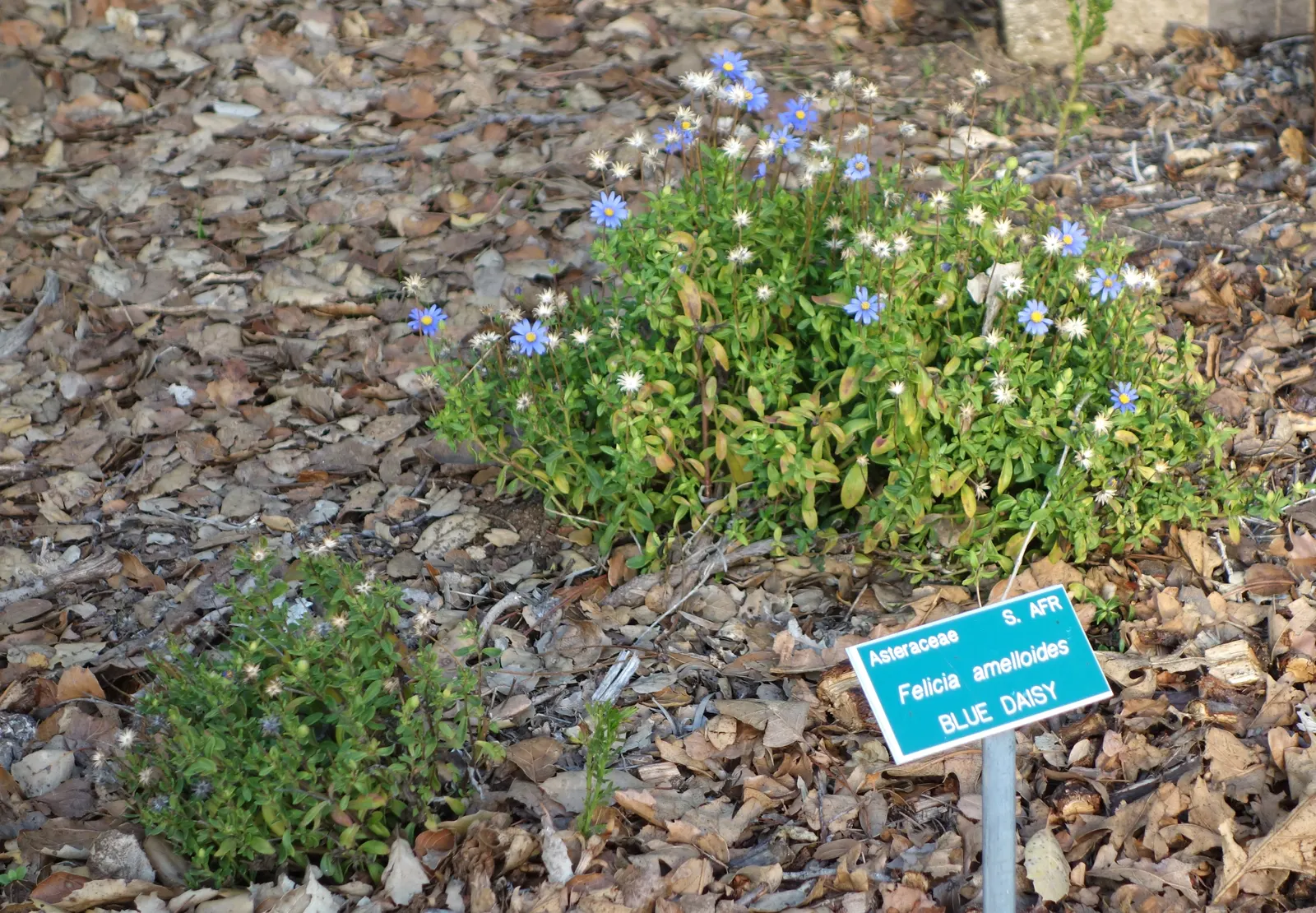 Blue Marguerite, Blue Felicia Daisy (Felicia Amelloides) — feature a bright yellow central disc that contrasts beautifully against the petals; which are