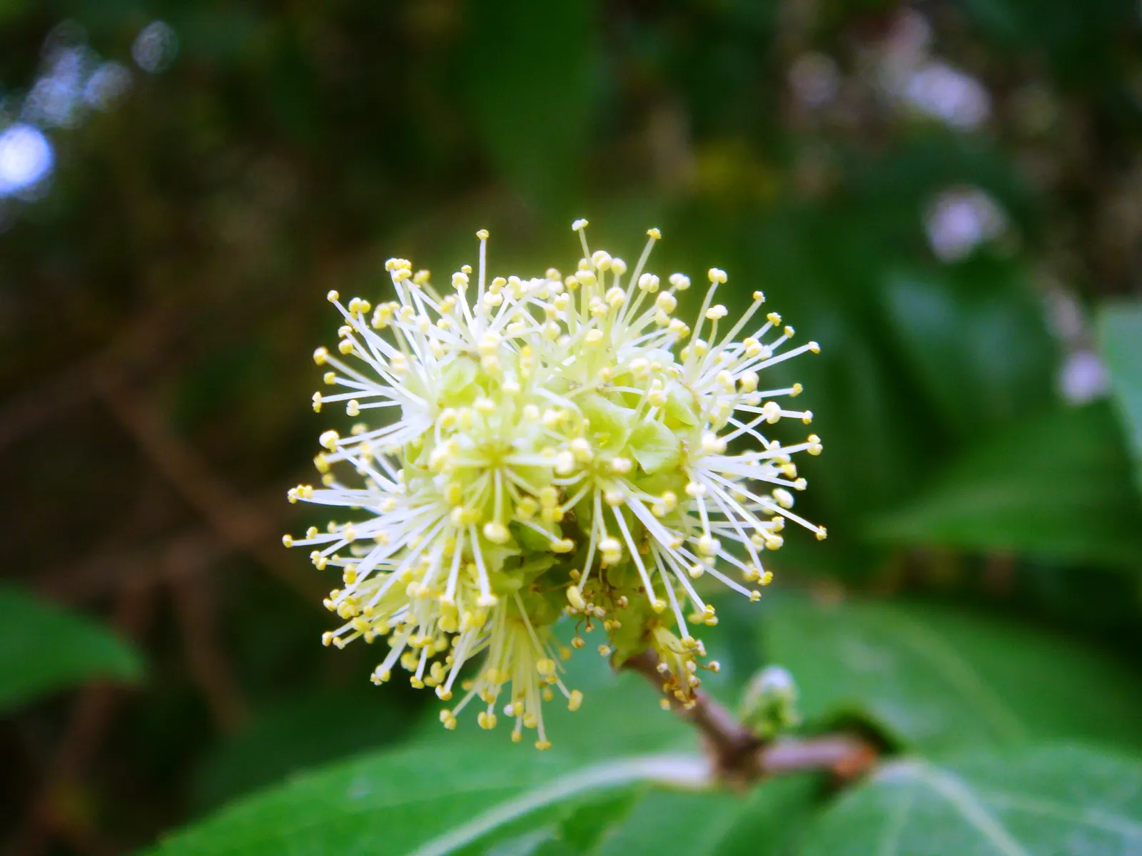 Shiny Xylosma (Xylosma Congestum) — it thrives in full sun to part shade and requires moderate watering once established