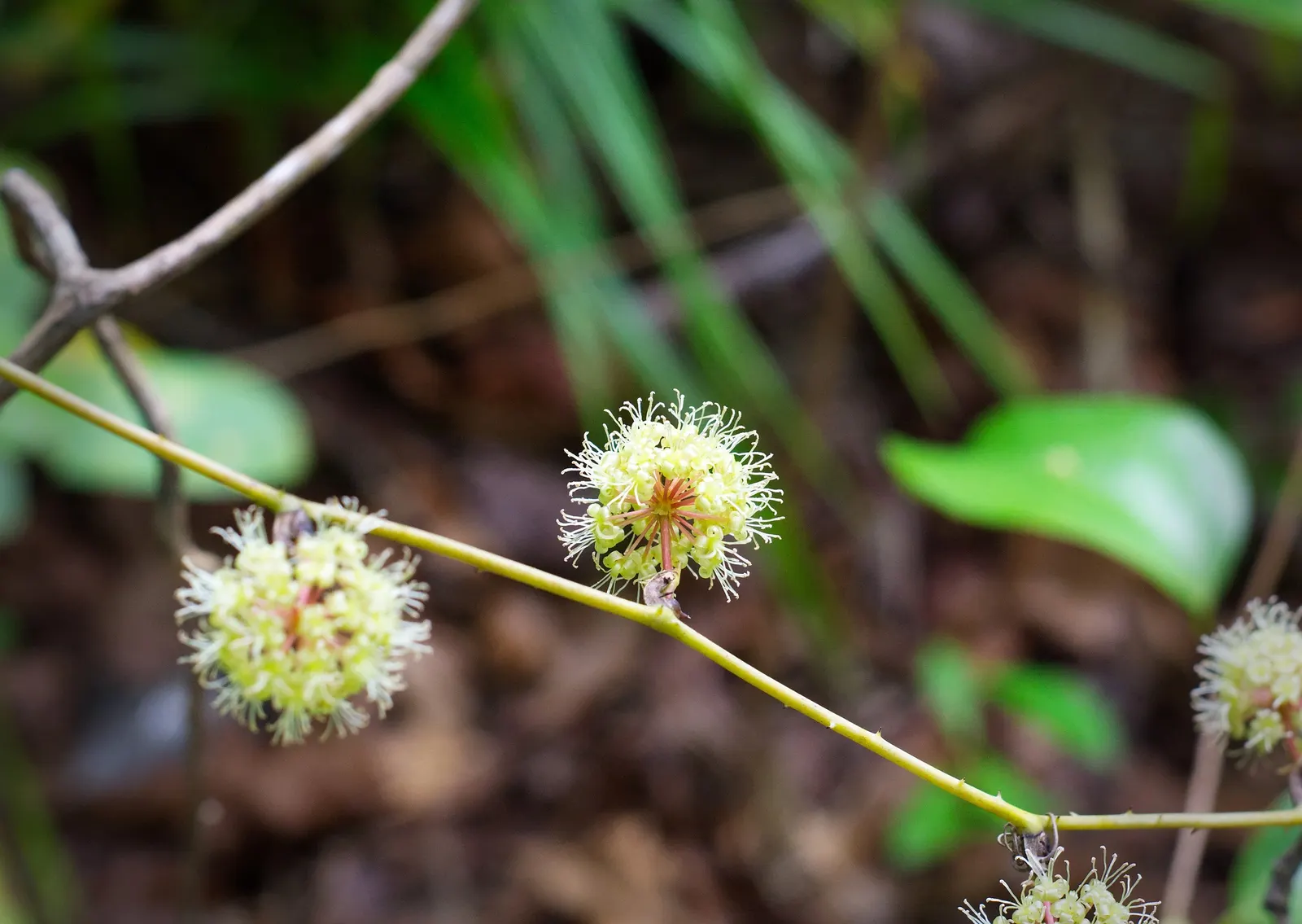 Shiny Xylosma (Xylosma Congestum) — This resilient plant can reach a mature height of 10 to 12 feet; shrub for full or half