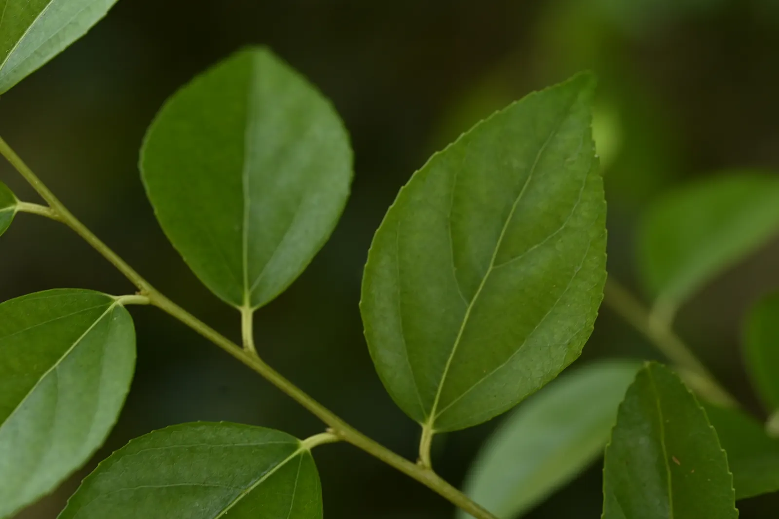 Shiny Xylosma (Xylosma Congestum) — greenish-yellow flowers that appear in the springtime are beneficial to pollinators