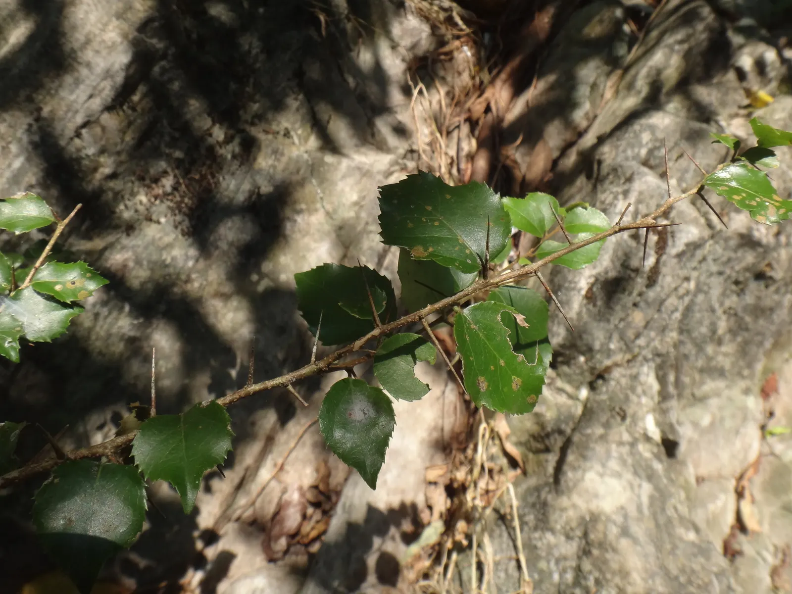 Shiny Xylosma (Xylosma Congestum) — enduring a range of soil types