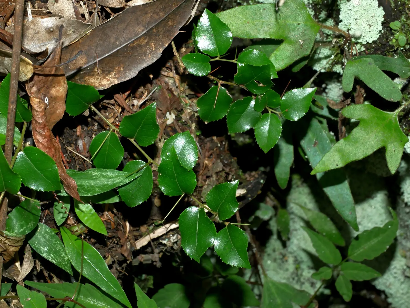 Shiny Xylosma (Xylosma Congestum) — the Shiny Xylosma provides year-round interest with minimal maintenance