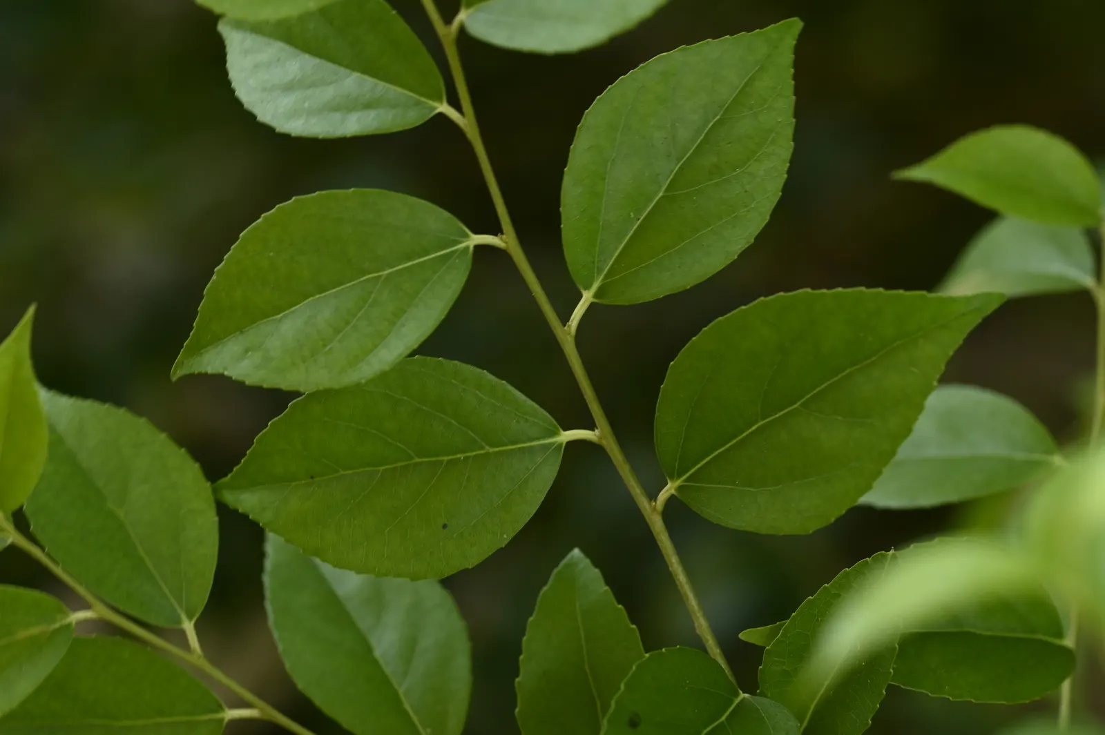 Shiny Xylosma (Xylosma Congestum) — also known scientifically as Xylosma congestum; ideal for hedges or screens