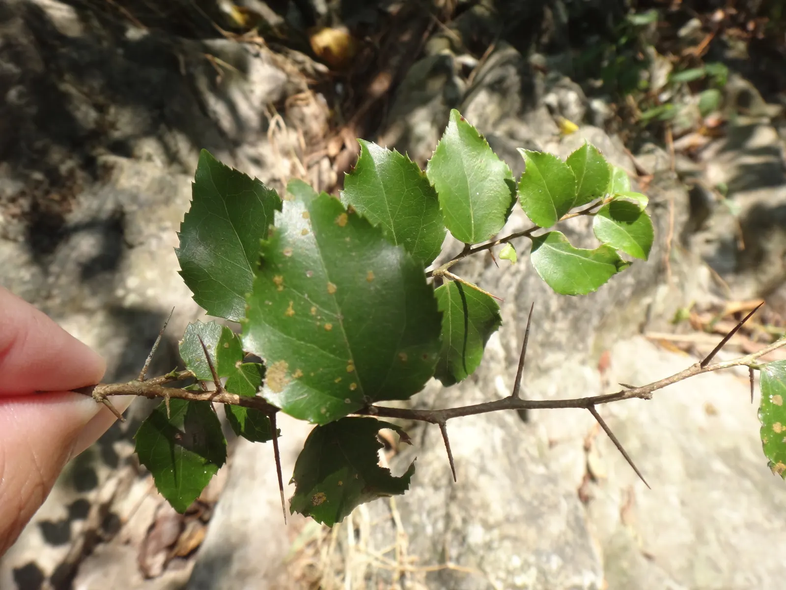 Shiny Xylosma (Xylosma Congestum) — The Shiny Xylosma (Xylosma congestum) is an adaptable evergreen