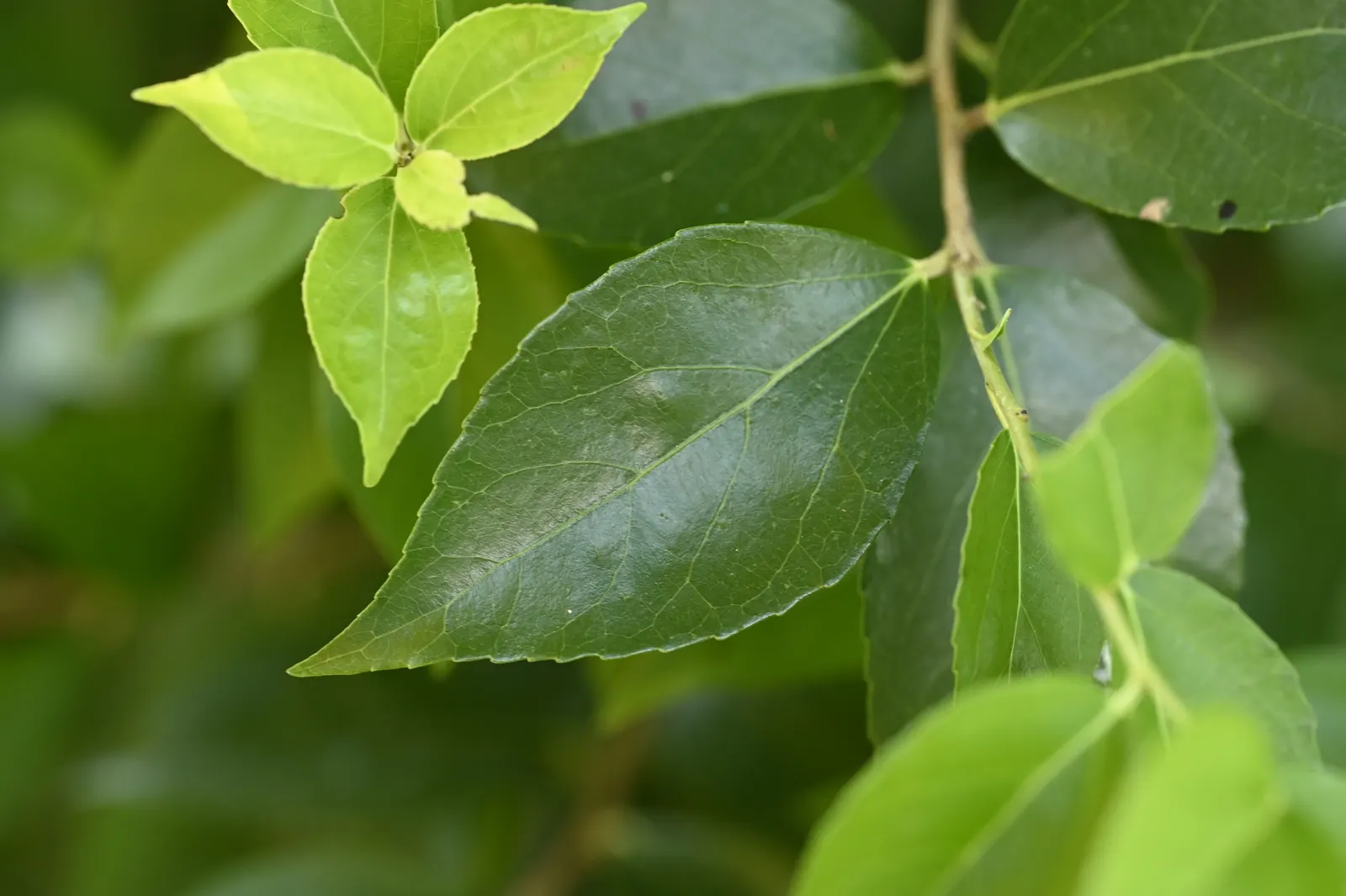 Shiny Xylosma (Xylosma Congestum) — enduring a range of soil types; the Shiny Xylosma provides year-round interest with minimal maintenance
