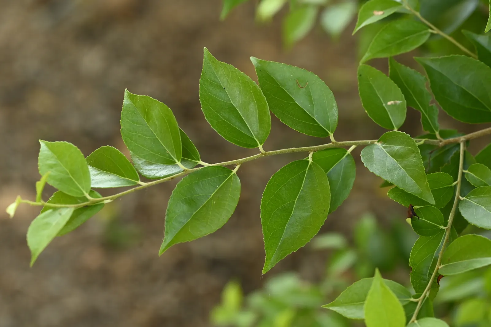 Shiny Xylosma (Xylosma Congestum) — or a sculptural feature in a formal garden