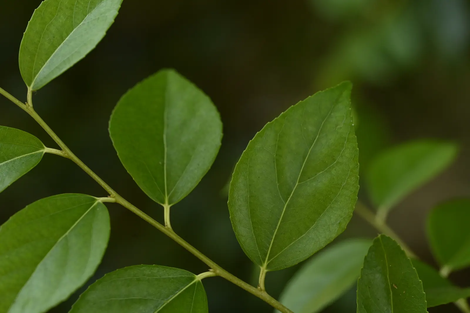 Shiny Xylosma (Xylosma Congestum) — distinguished by its glossy; making it a versatile addition to any landscape design