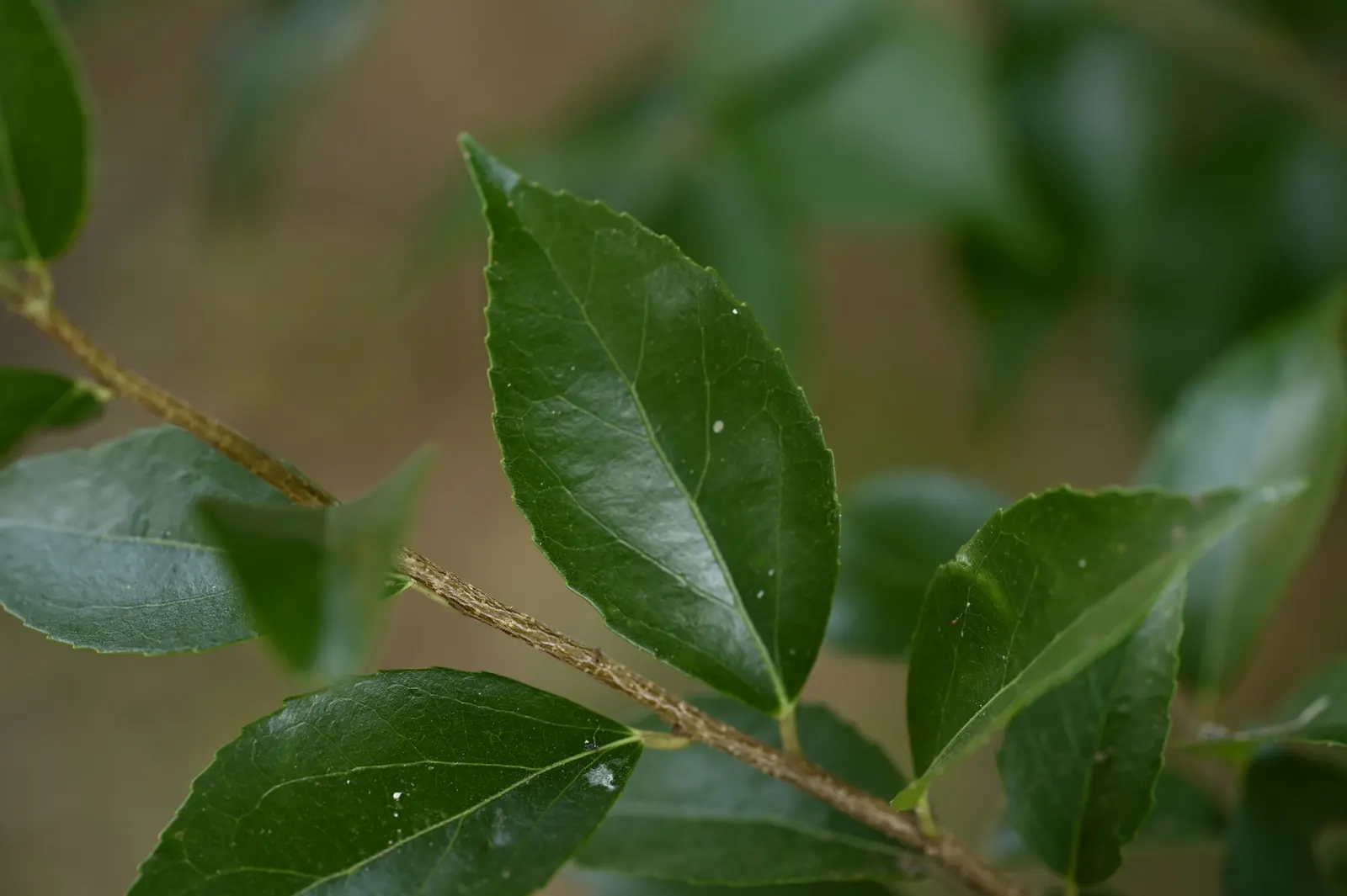 Shiny Xylosma (Xylosma Congestum) — also known scientifically as Xylosma congestum