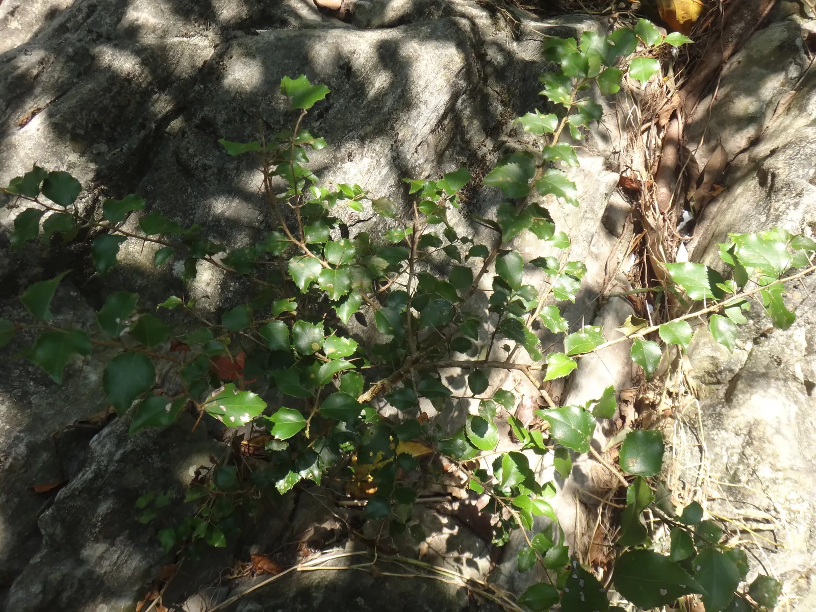 Shiny Xylosma (Xylosma Congestum) — bright green upon emergence