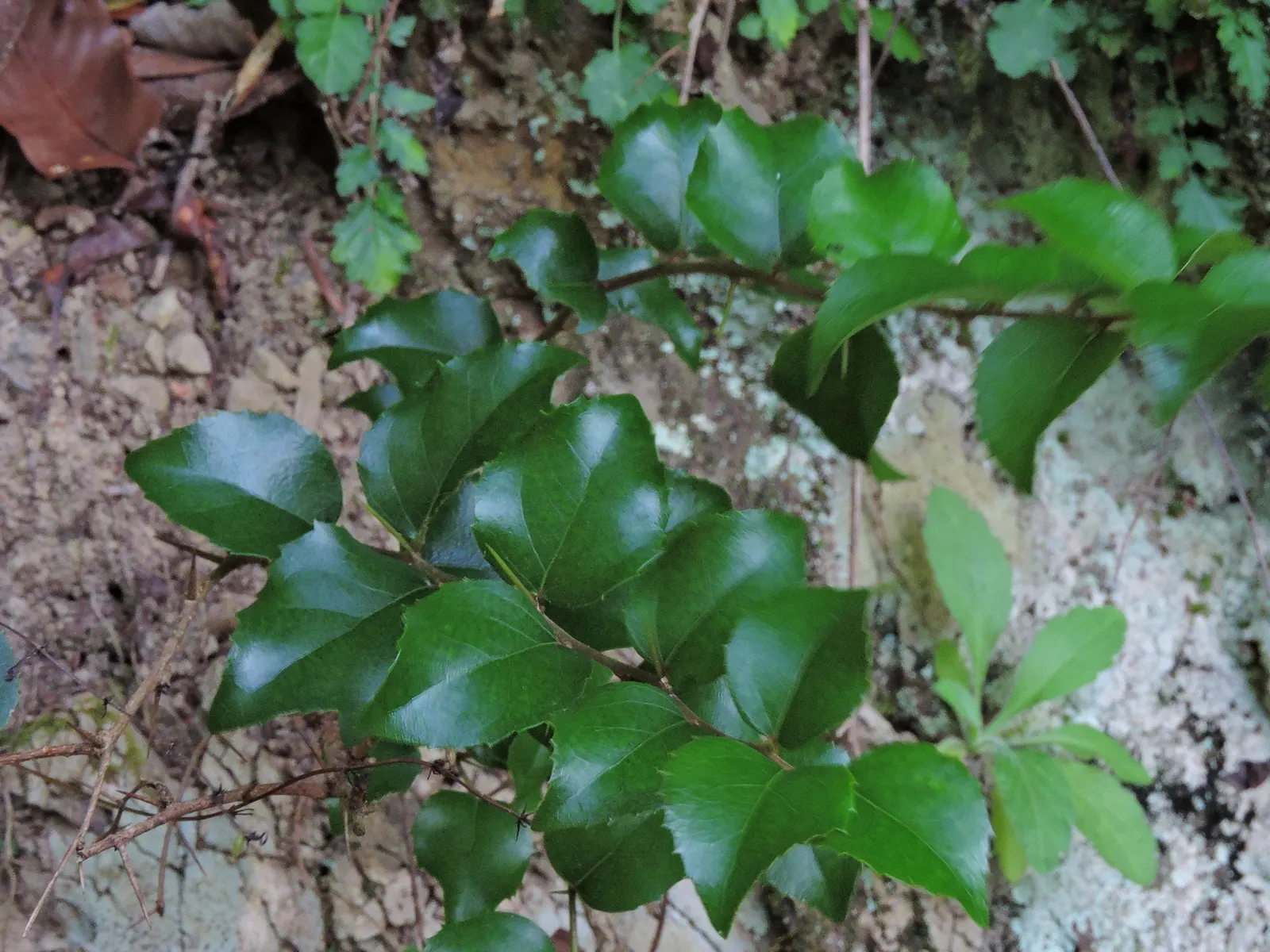 Shiny Xylosma (Xylosma Congestum) — distinguished by its glossy