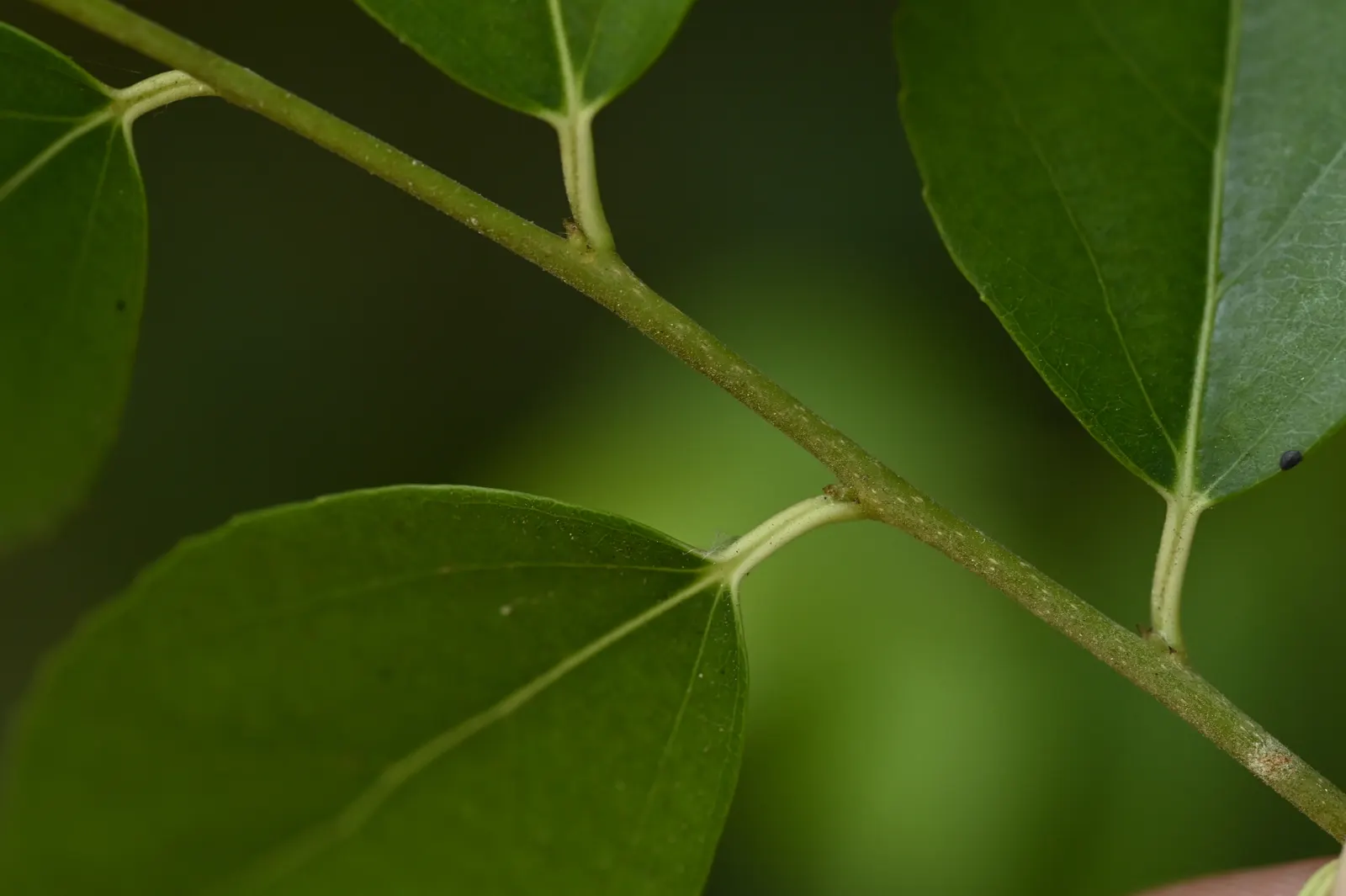 Shiny Xylosma (Xylosma Congestum) — The leaf size averages between 1 to 3 inches long