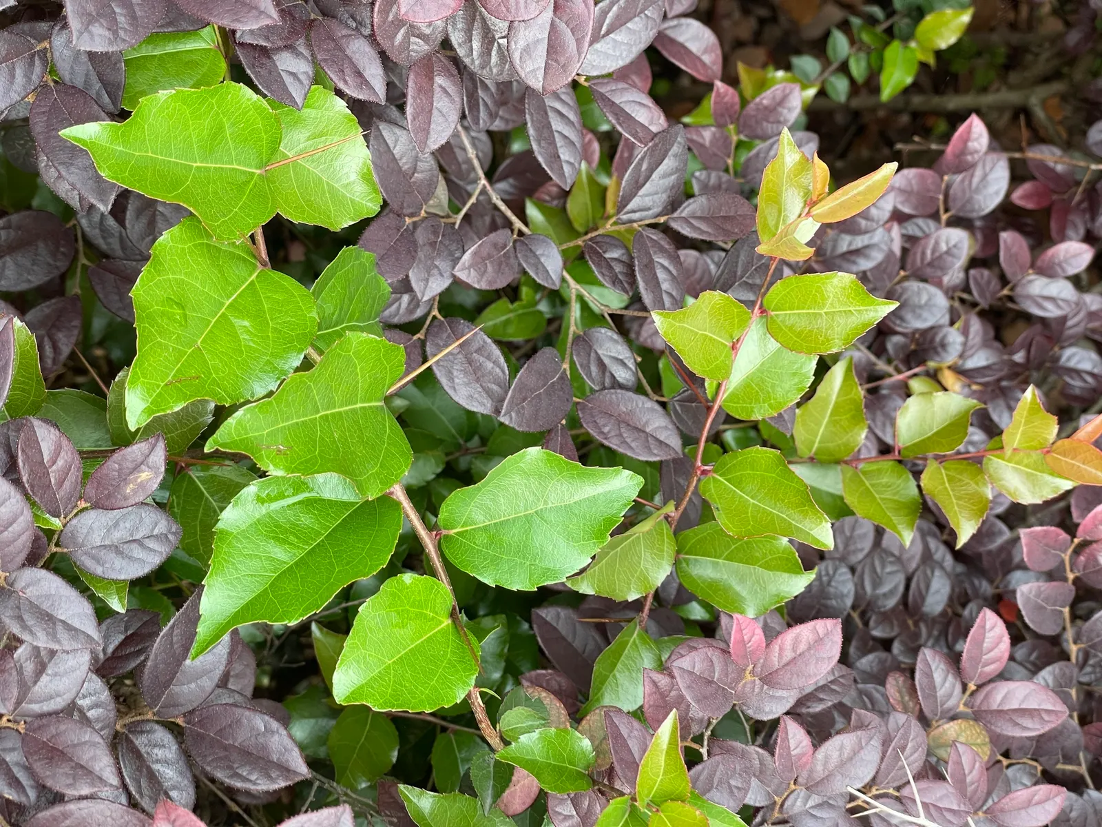 Shiny Xylosma (Xylosma Congestum) — This shrub can reach 10-12 feet in height and 6-8 feet wide