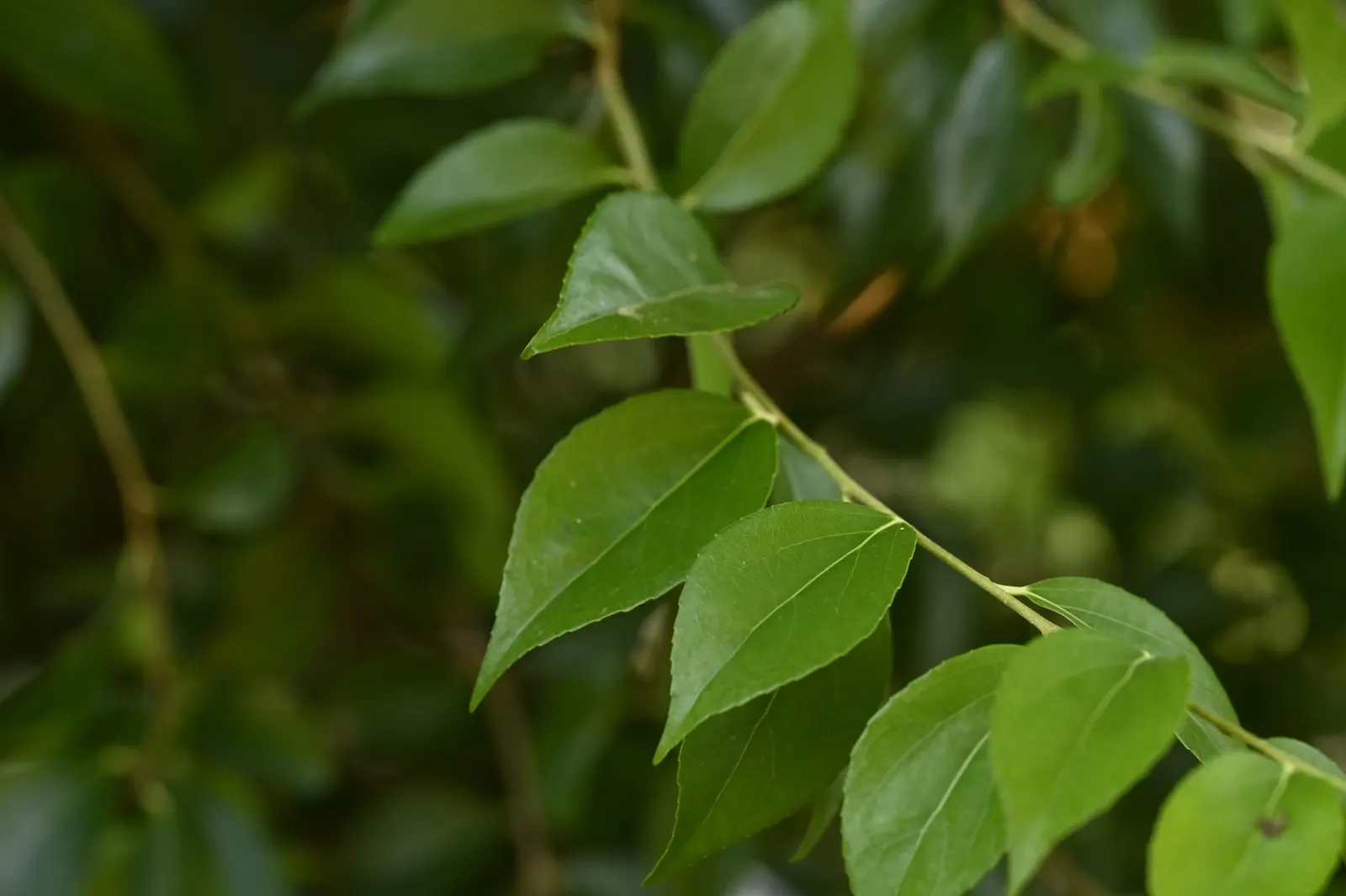 Shiny Xylosma (Xylosma Congestum) — making it a versatile addition to any landscape design; the plant is hardy to USDA zones 7 to 9 and thrives in full sun to