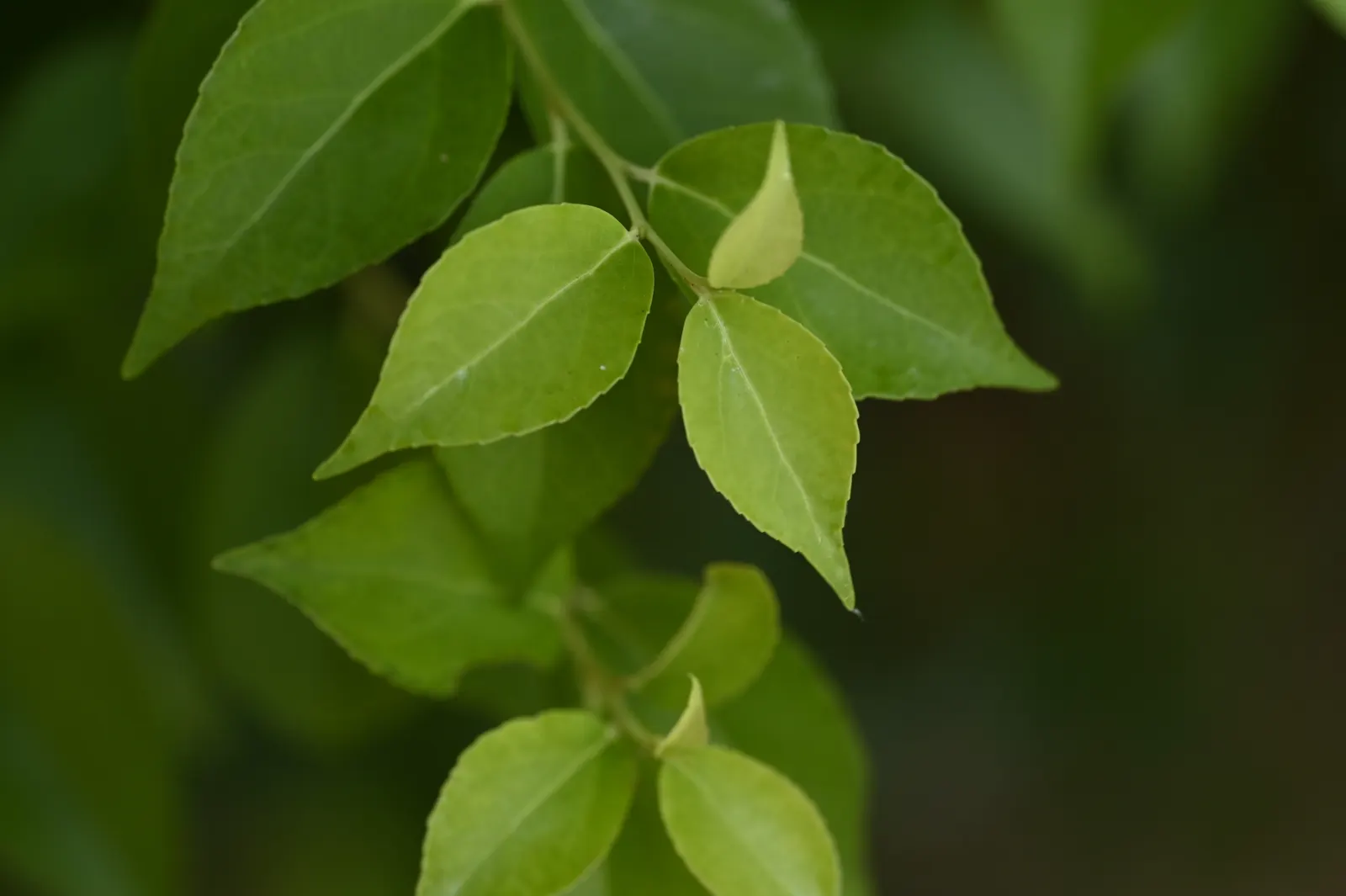 Shiny Xylosma (Xylosma Congestum) — Ideal for hedges or screens; this resilient plant can reach a mature height of 10 to 12 feet