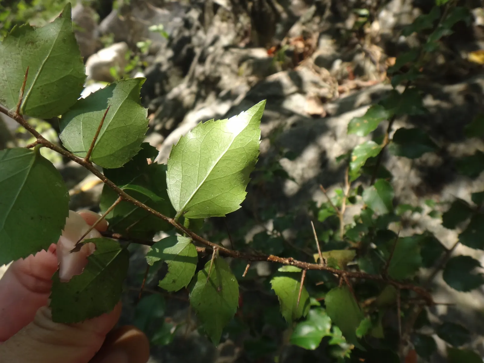 Shiny Xylosma (Xylosma Congestum) — adding to the ecological value of your garden
