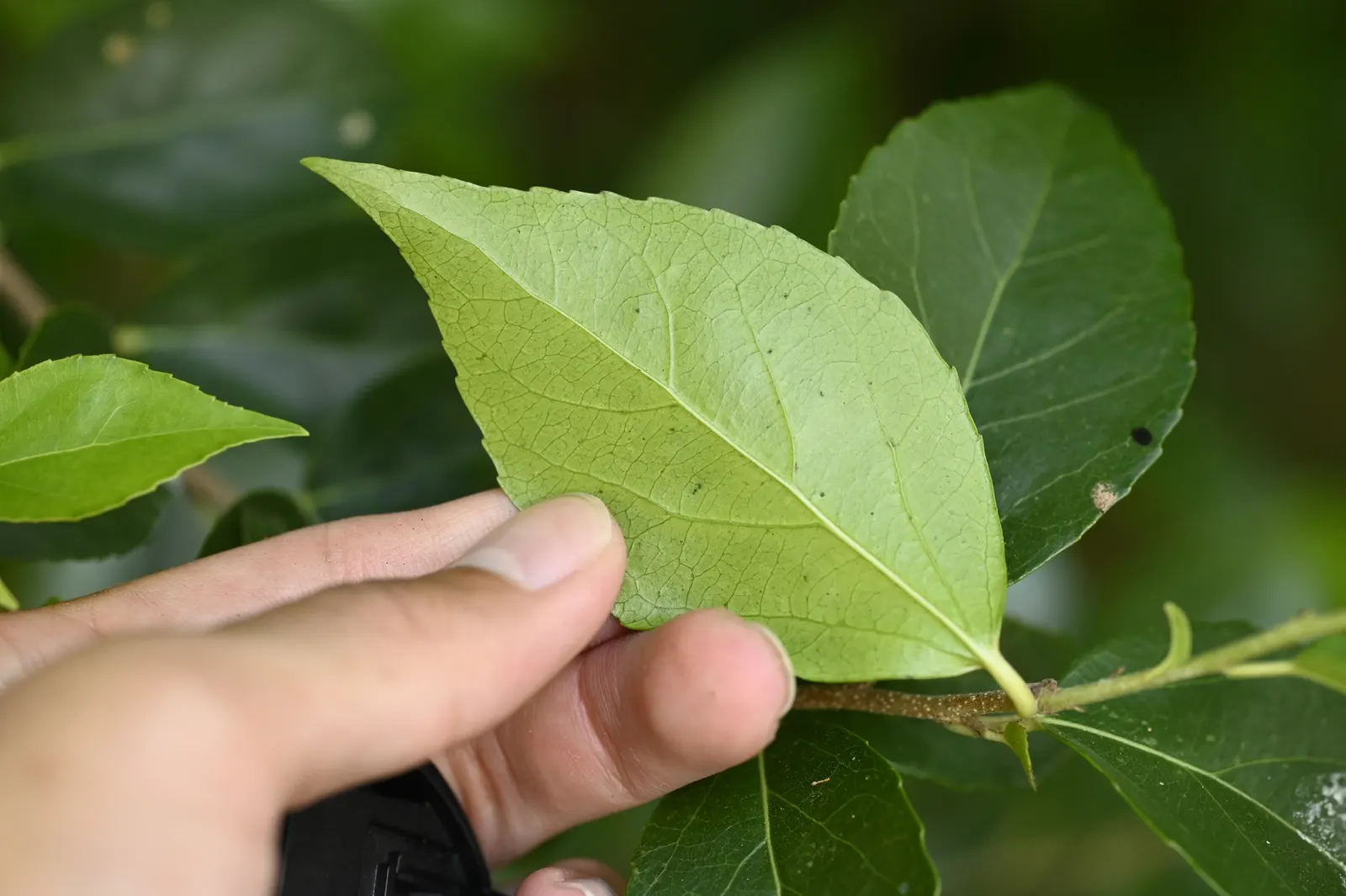 Shiny Xylosma (Xylosma Congestum) — evergreen shrub notable for its lustrous foliage and adaptive growth habits