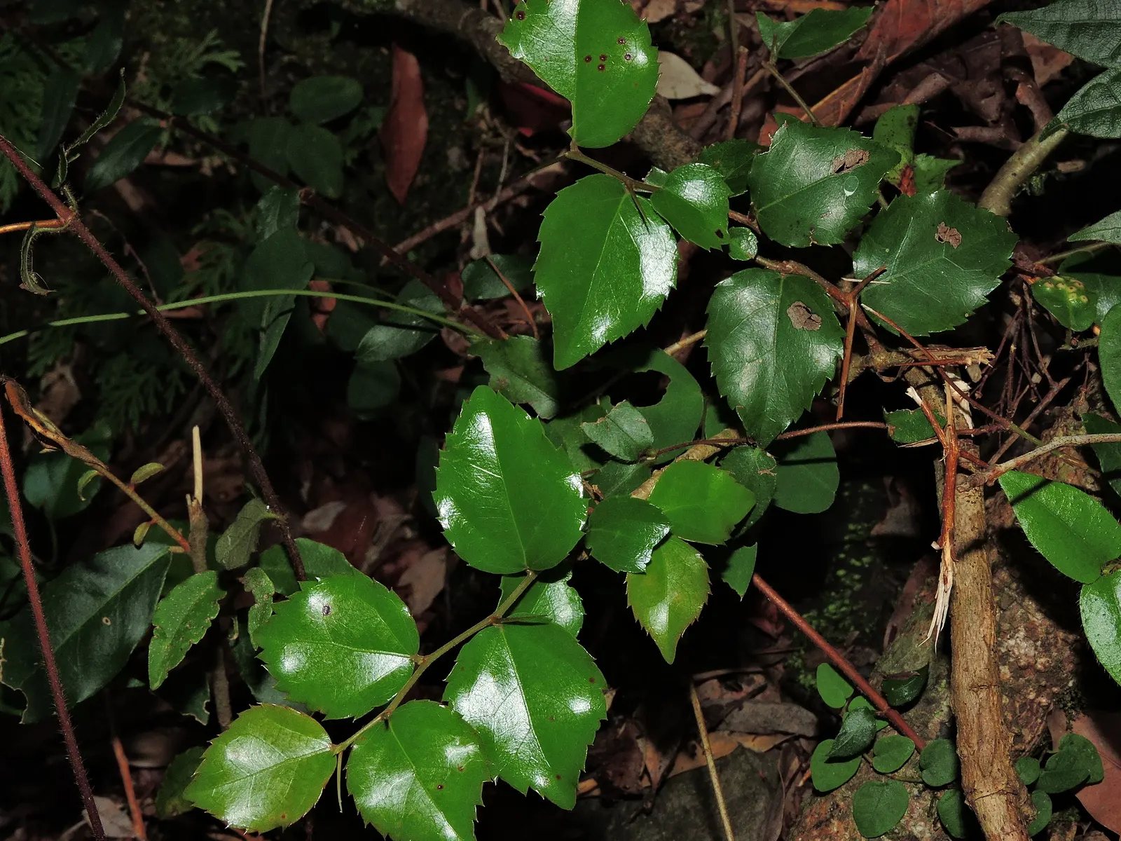 Shiny Xylosma (Xylosma Congestum) — The Shiny Xylosma (Xylosma congestum) is an adaptable evergreen; this shrub can reach 10-12 feet in height and 6-8 feet wide