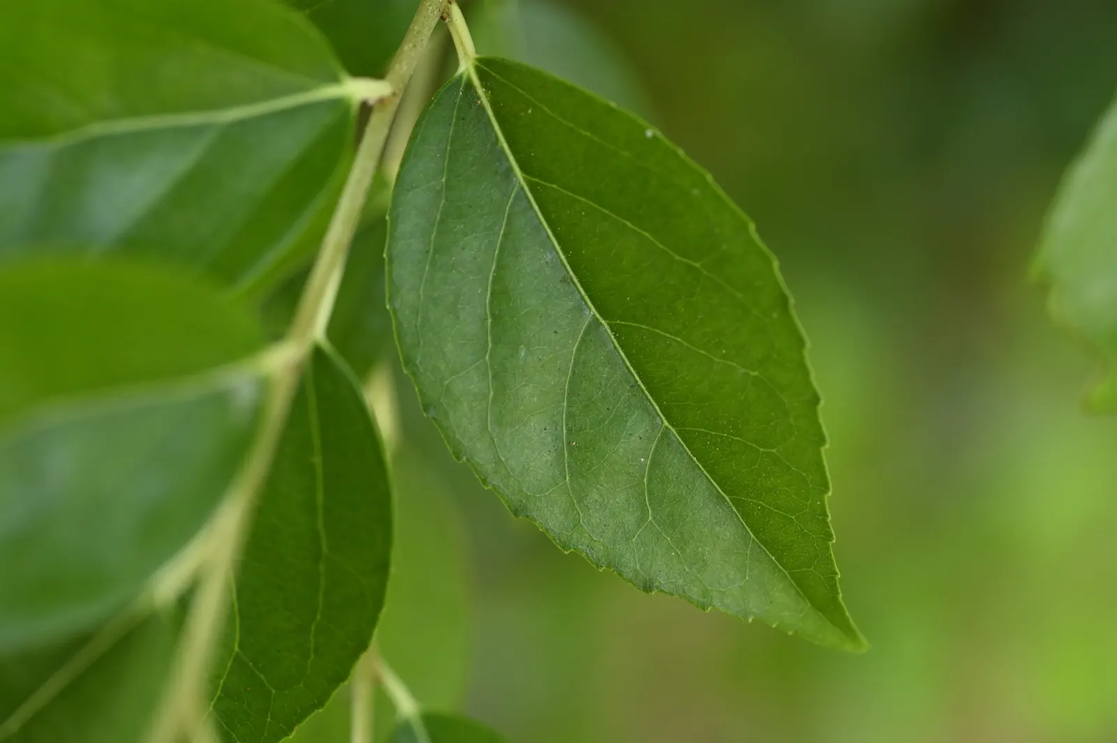 Shiny Xylosma (Xylosma Congestum) — lance-shaped leaves and dense; and the berries that follow may attract birds