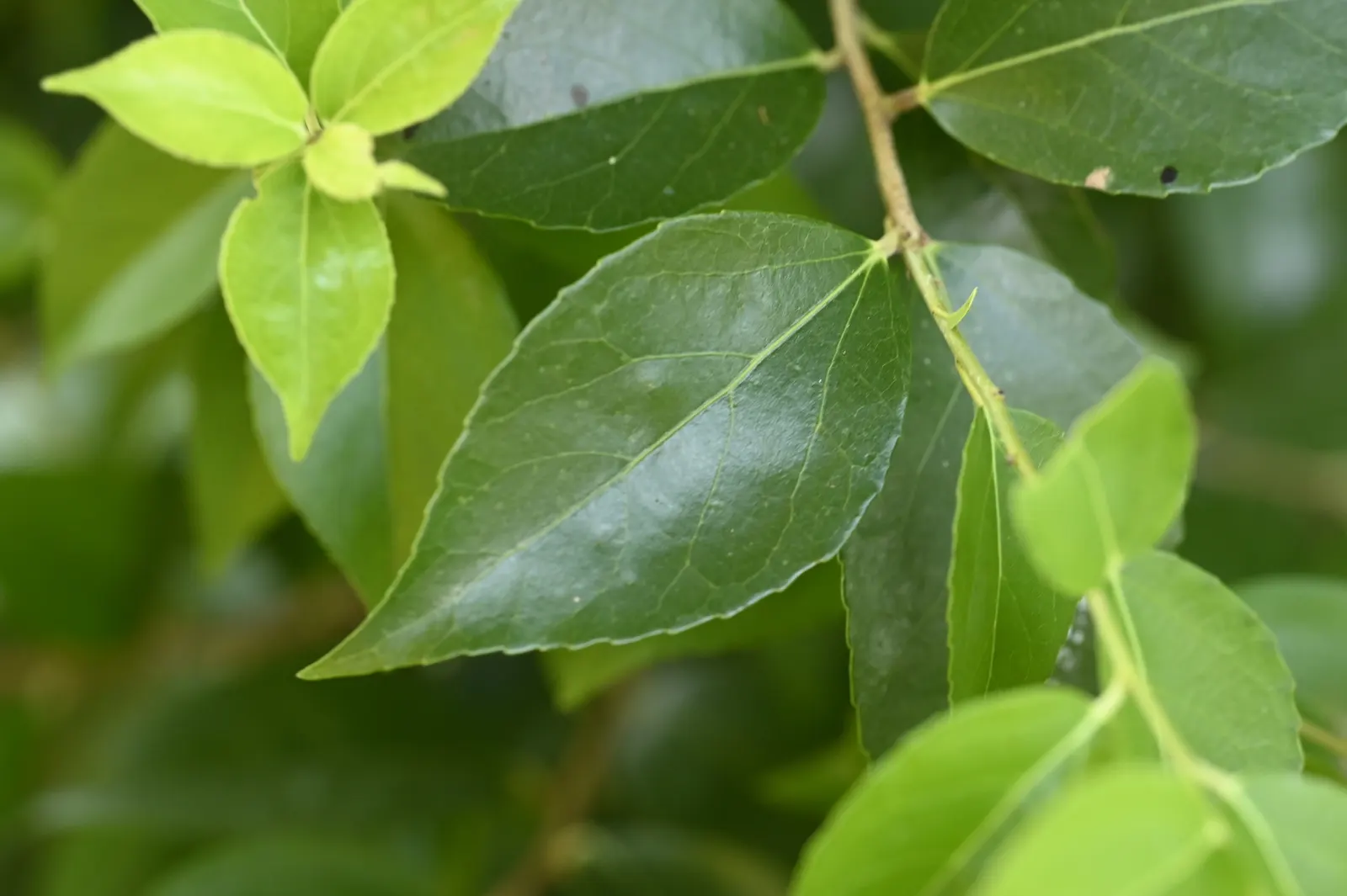 Shiny Xylosma (Xylosma Congestum) — This shrub can reach 10-12 feet in height and 6-8 feet wide; or a sculptural feature in a formal garden